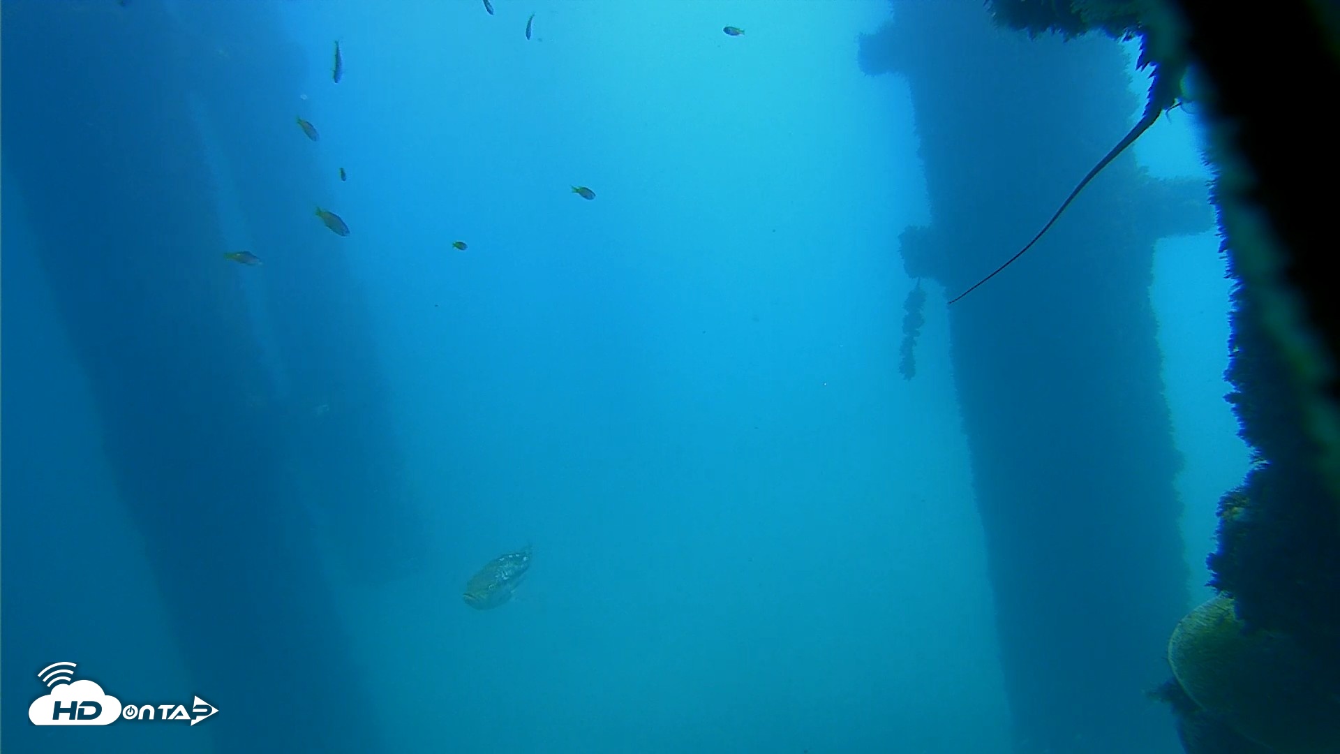 Snapshot of Scripps Pier Underwater Live Webcam taken Oct 9, 2026, 12:02pm PDT