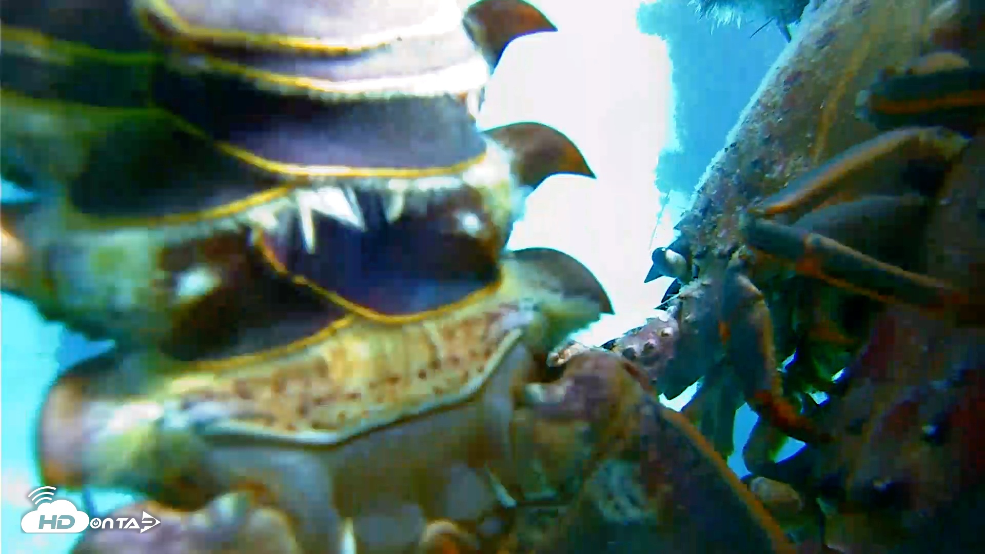 Snapshot of Scripps Pier Underwater Live Webcam taken Jan 19, 2026, 11:36am PST