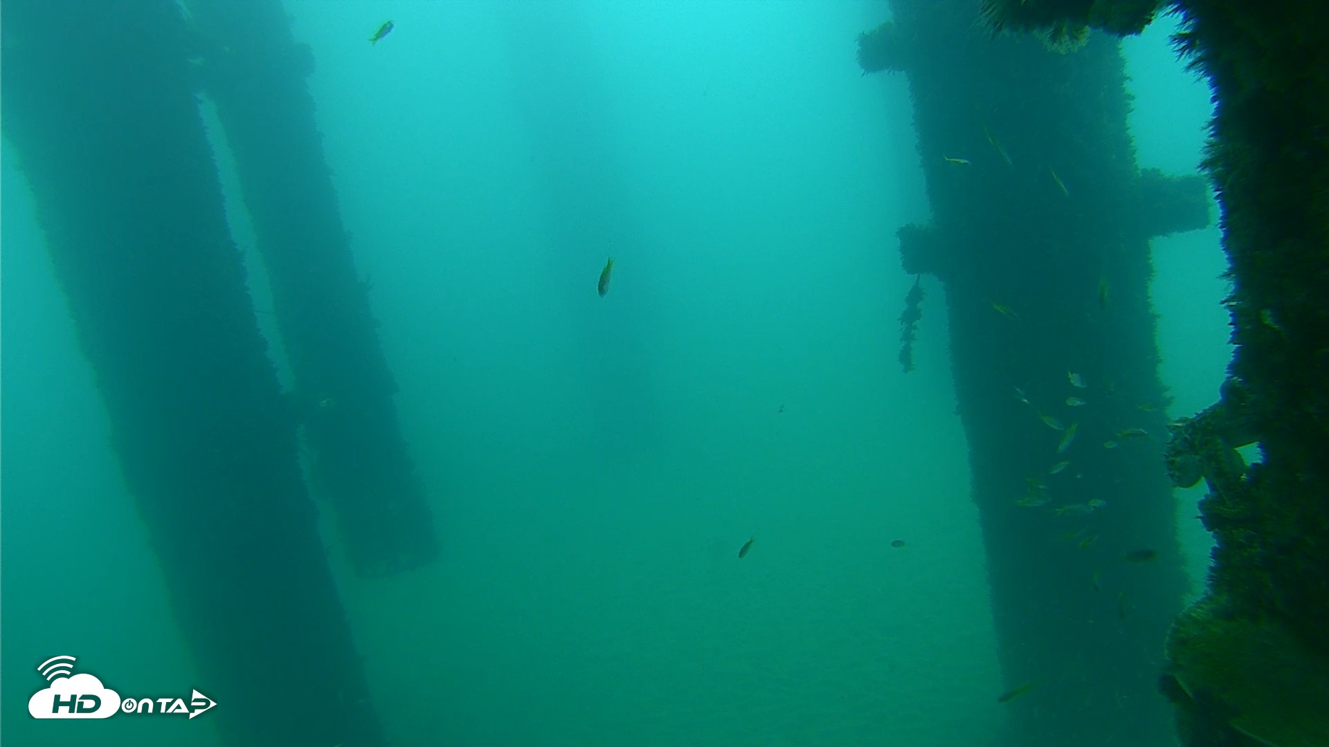 Snapshot of Scripps Pier Underwater Live Webcam taken Sep 22, 2026, 7:31am PDT