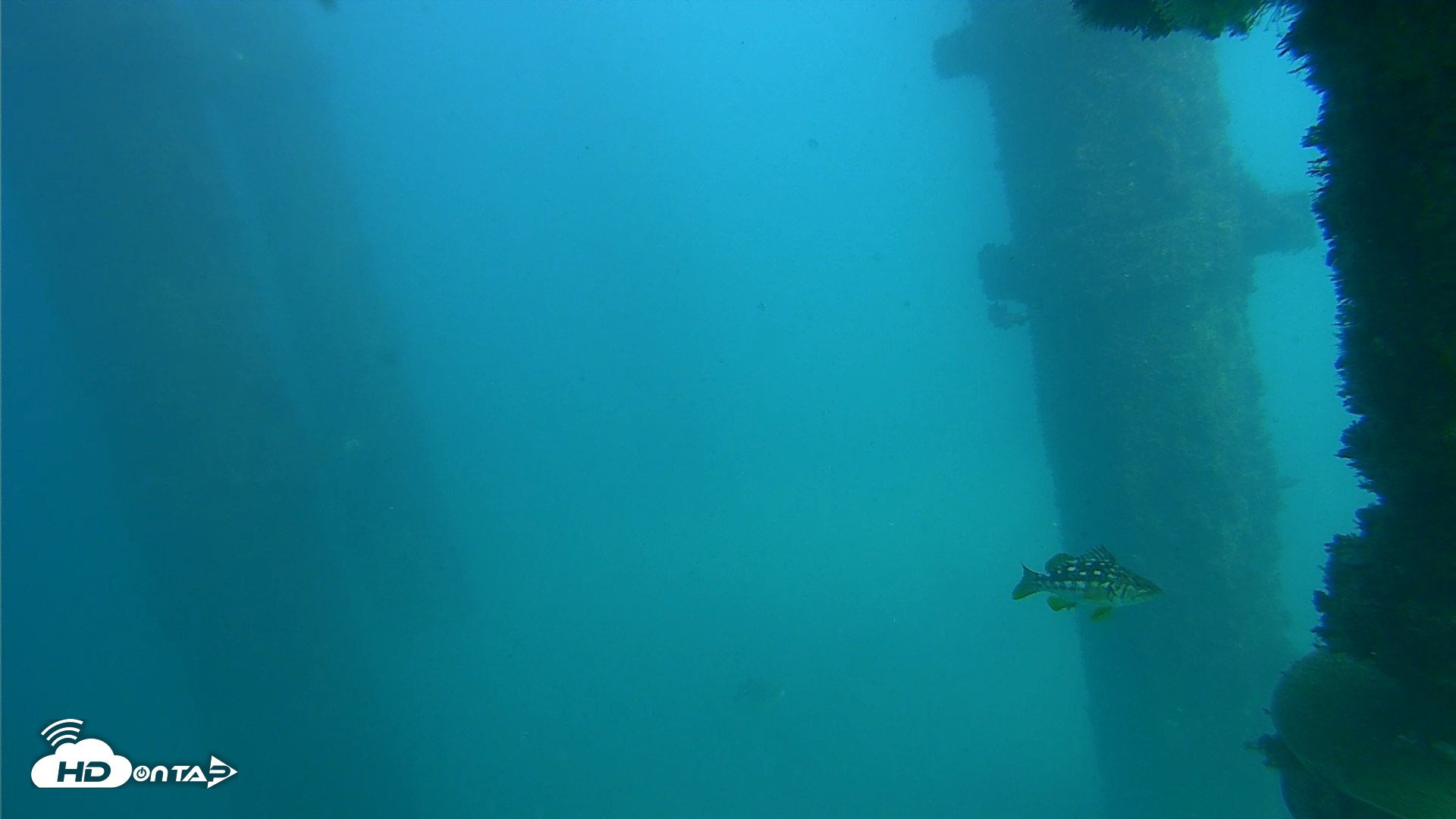 Snapshot of Scripps Pier Underwater Live Webcam taken Oct 13, 2026, 2:51pm PDT