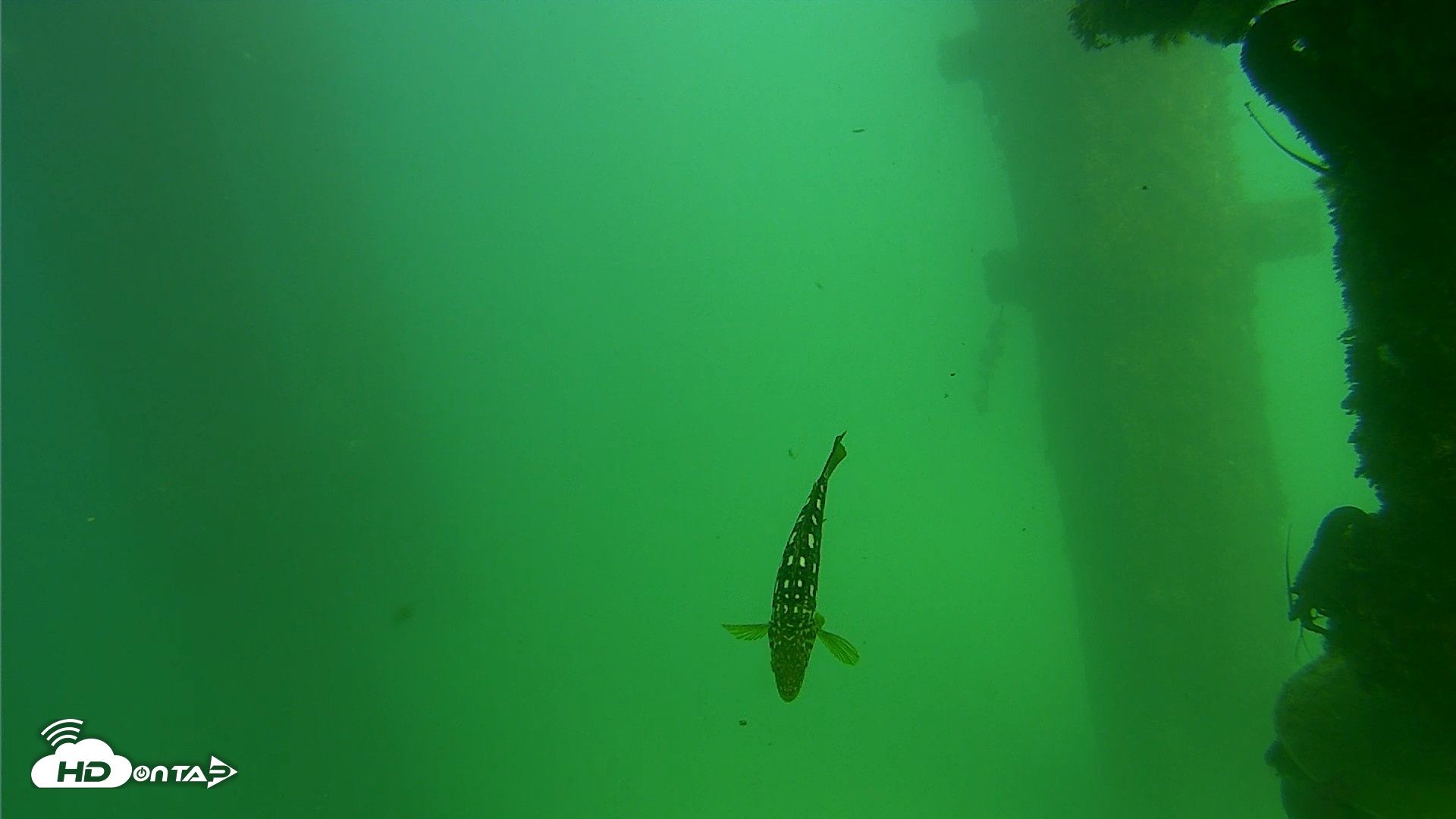 Snapshot of Scripps Pier Underwater Live Webcam taken Sep 18, 2026, 2:57pm PDT