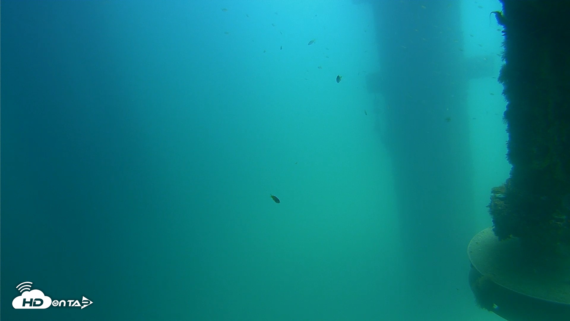 Snapshot of Scripps Pier Underwater Live Webcam taken Aug 18, 2026, 1:01pm PDT