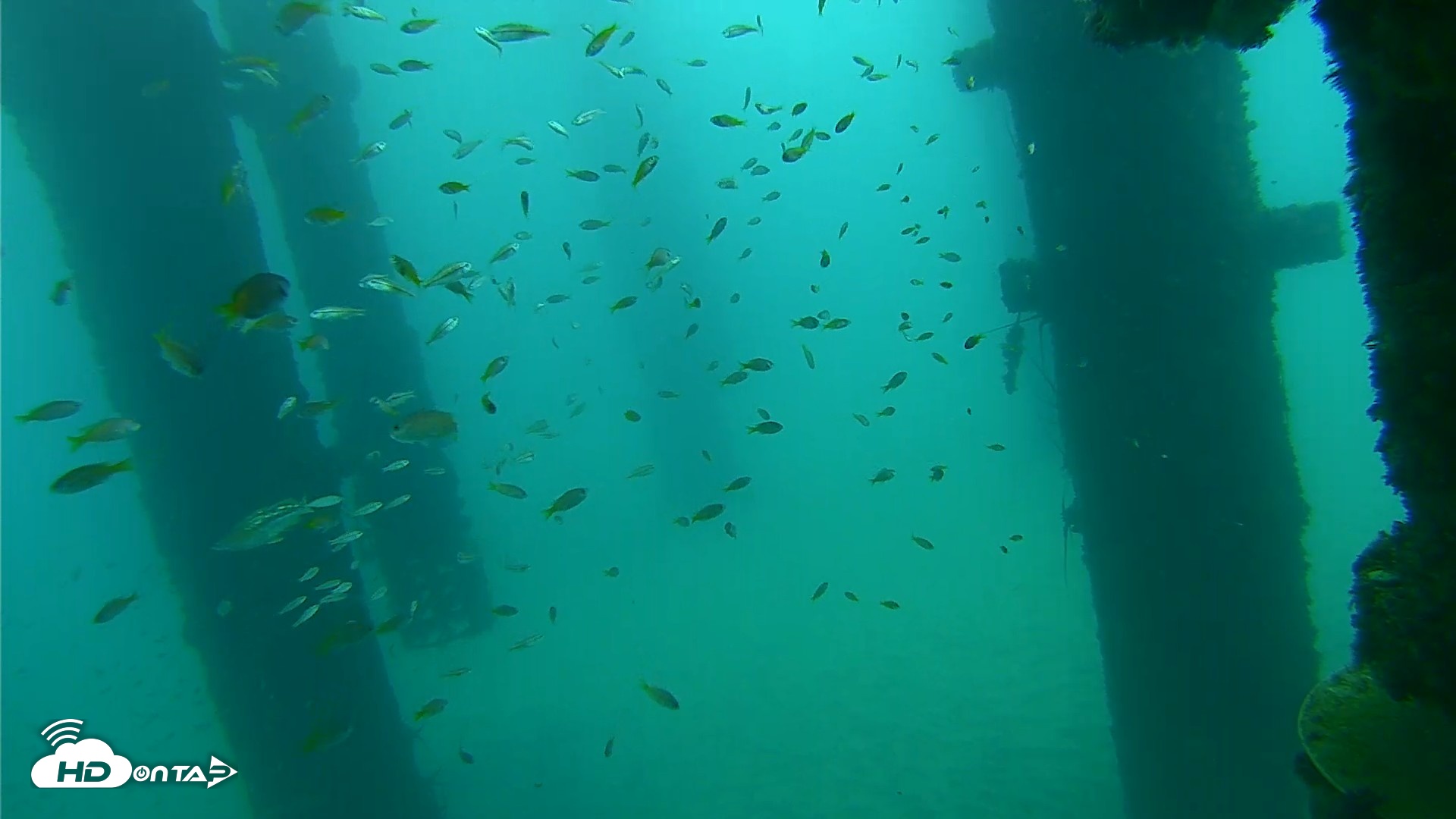 Snapshot of Scripps Pier Underwater Live Webcam taken Sep 17, 2026, 8:04am PDT