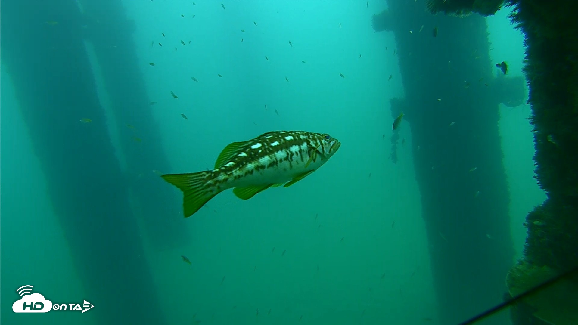 Snapshot of Scripps Pier Underwater Live Webcam taken Sep 21, 2026, 8:48am PDT