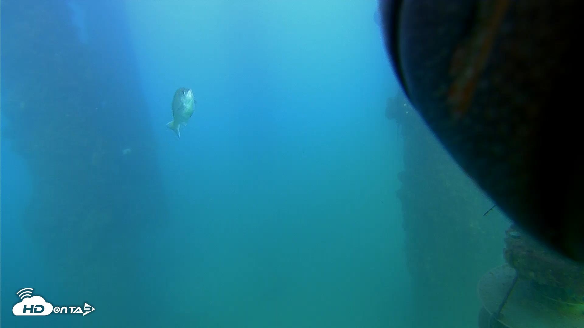 Snapshot of Scripps Pier Underwater Live Webcam taken Sep 10, 2025, 6:01pm PDT