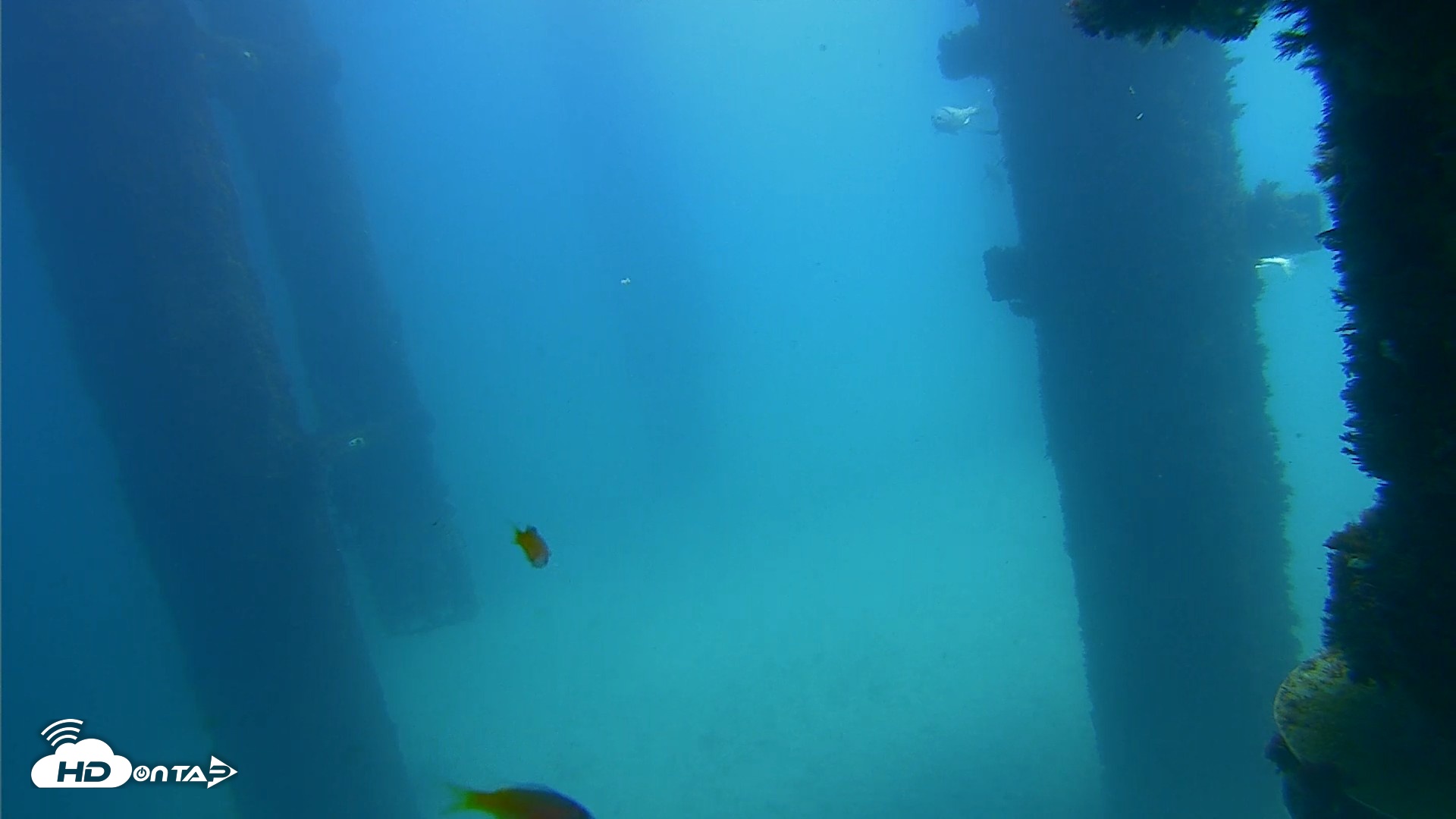Snapshot of Scripps Pier Underwater Live Webcam taken Sep 20, 2026, 12:31pm PDT