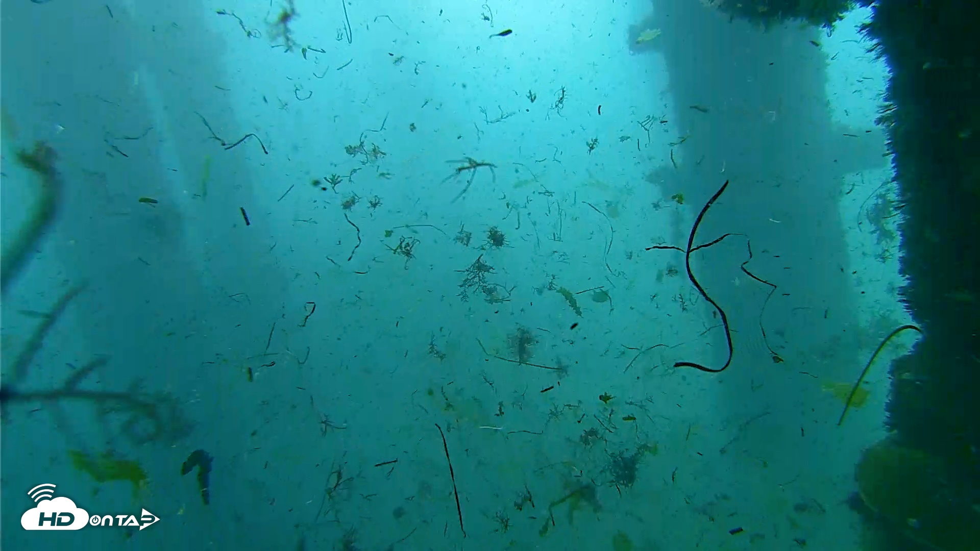 Snapshot of Scripps Pier Underwater Live Webcam taken Oct 1, 2026, 9:15am PDT
