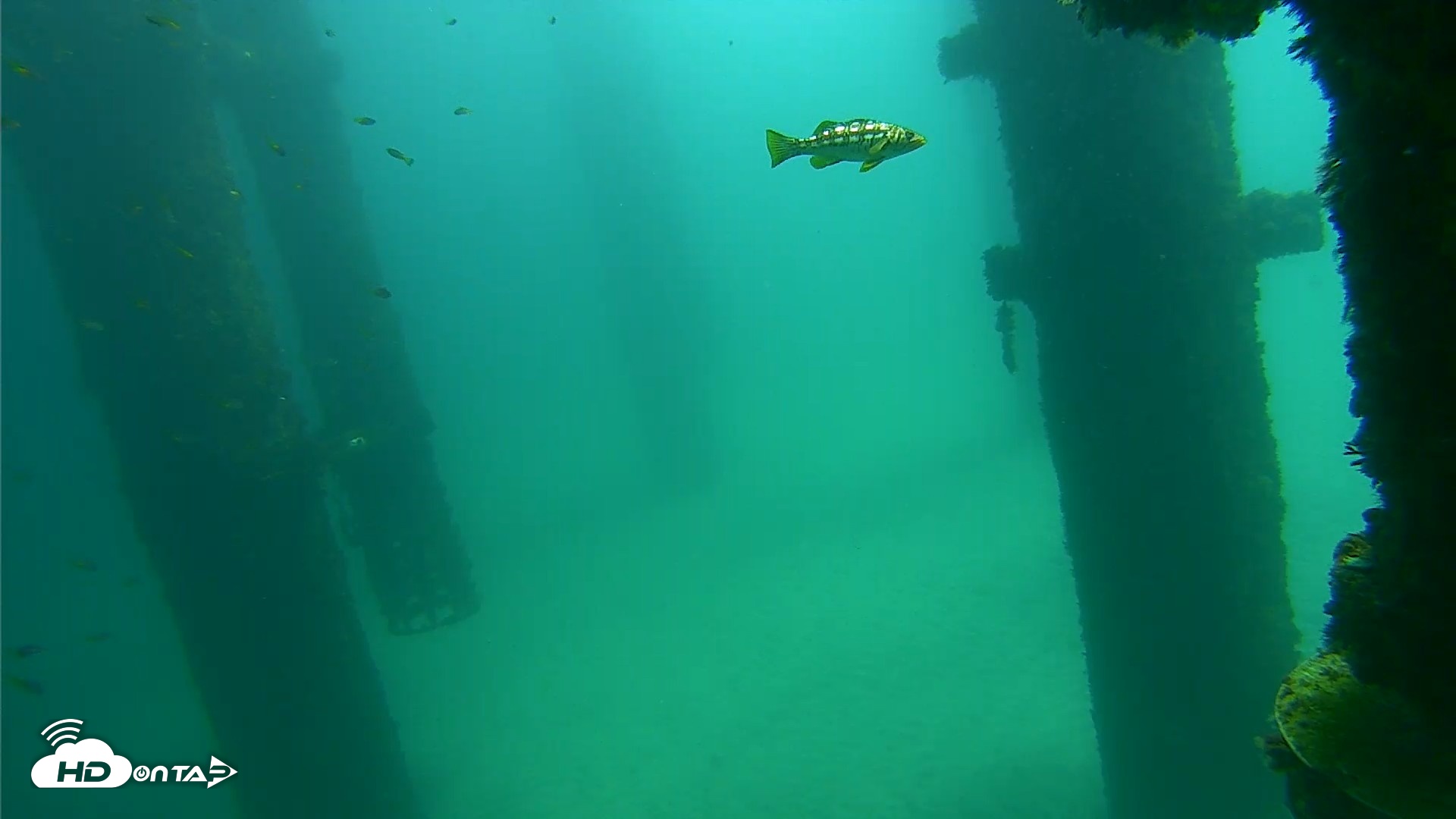 Snapshot of Scripps Pier Underwater Live Webcam taken Sep 26, 2026, 11:54am PDT