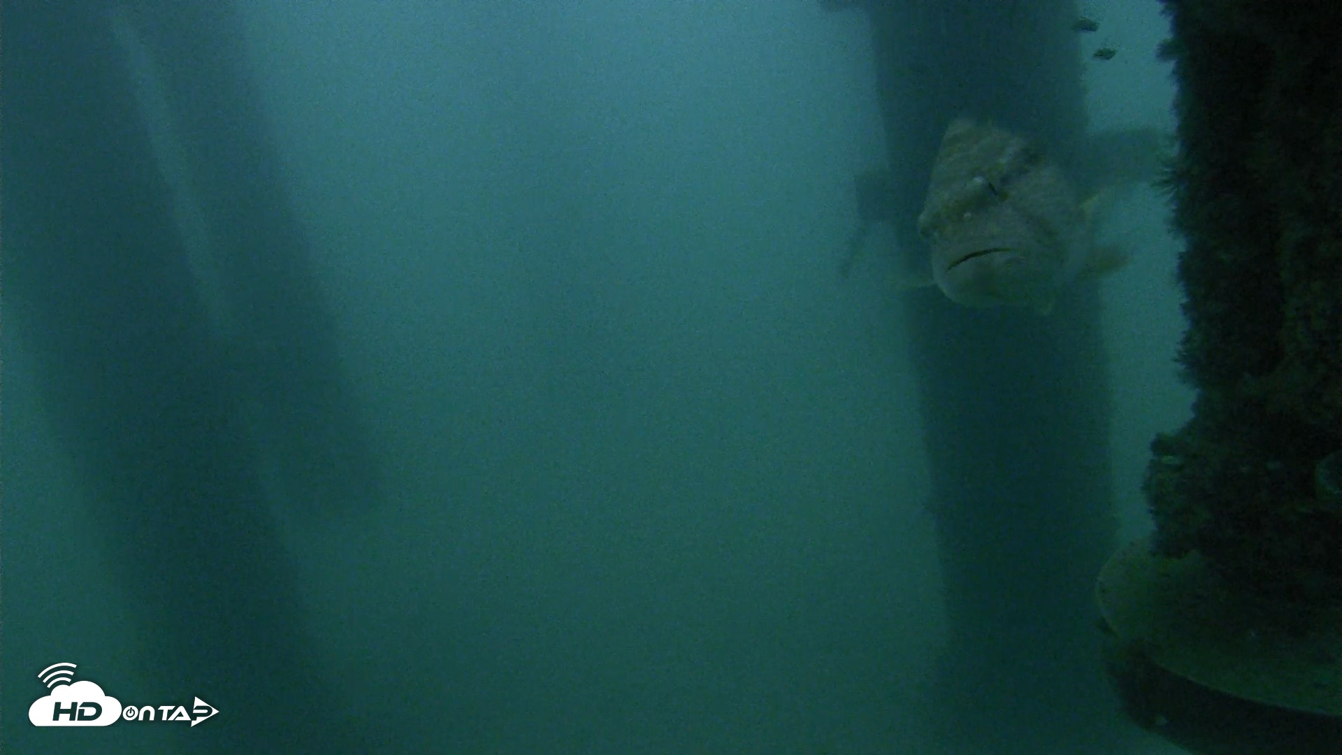 Snapshot of Scripps Pier Underwater Live Webcam taken Aug 25, 2026, 6:06am PDT
