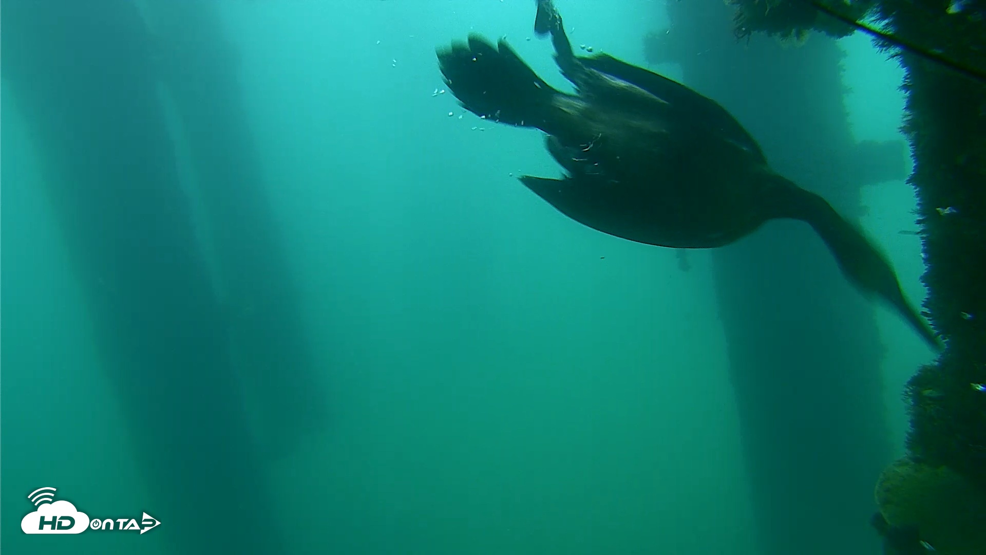 Snapshot of Scripps Pier Underwater Live Webcam taken Sep 18, 2026, 7:55am PDT