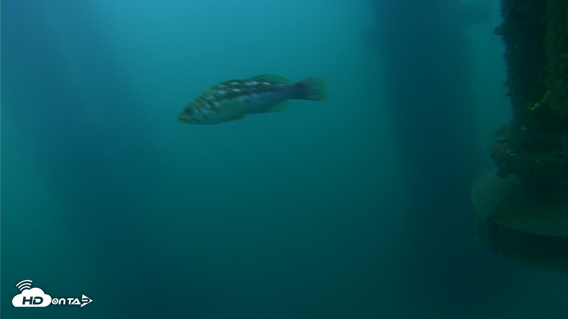 Snapshot of Scripps Pier Underwater Live Webcam taken Jul 15, 2026, 6:09am PDT