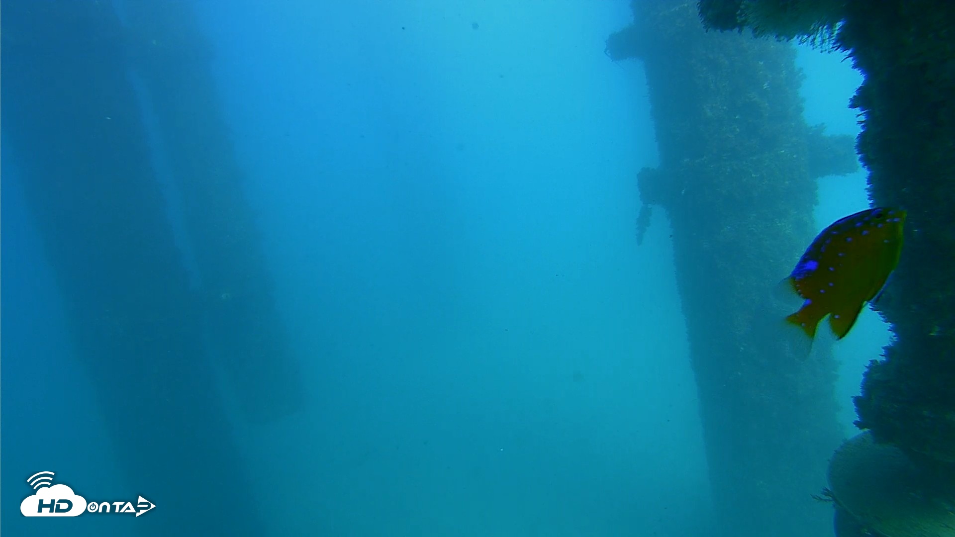 Snapshot of Scripps Pier Underwater Live Webcam taken Oct 20, 2026, 3:44pm PDT