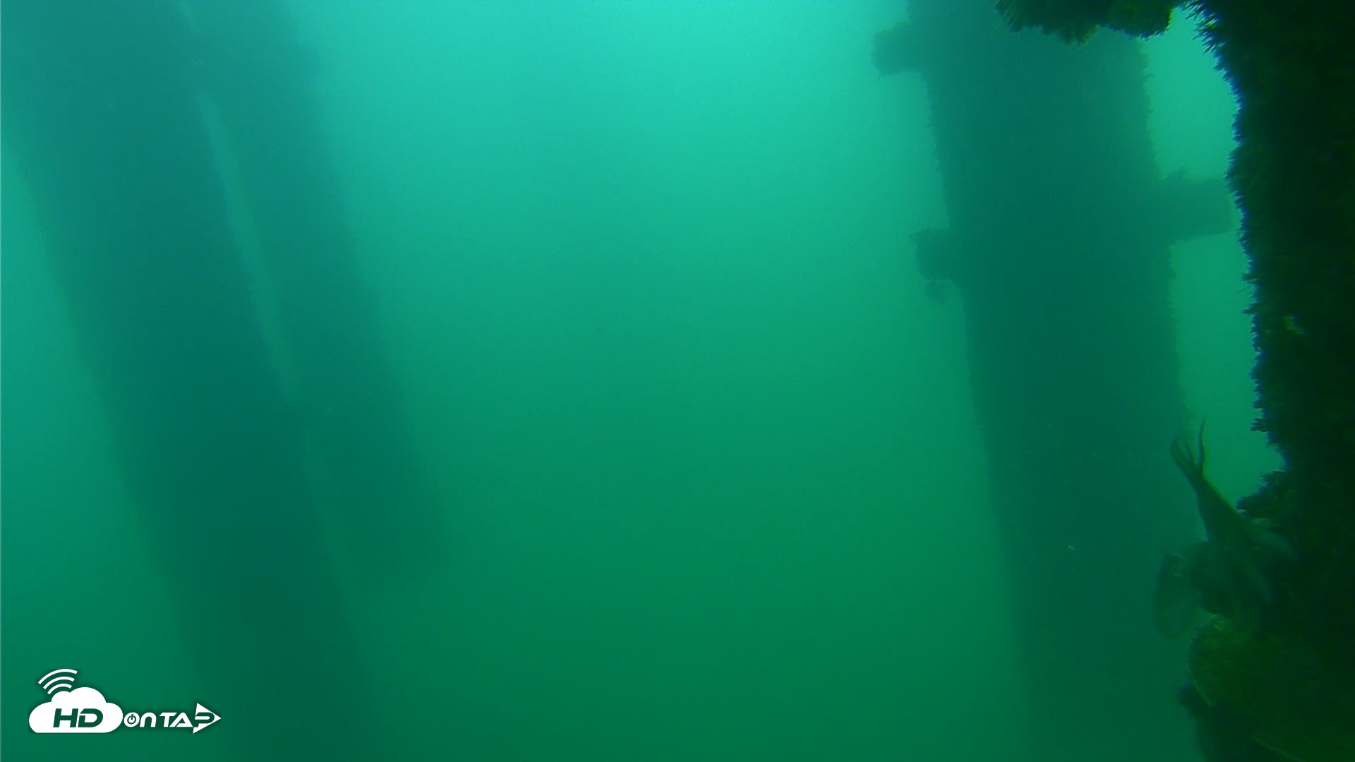 Snapshot of Scripps Pier Underwater Live Webcam taken Sep 24, 2026, 8:16am PDT