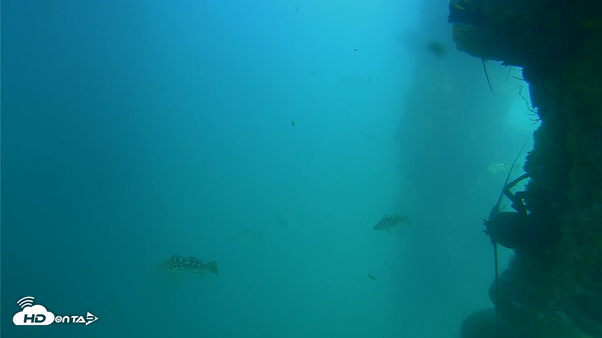 Snapshot of Scripps Pier Underwater Live Webcam taken Jun 20, 2025, 4:48pm PDT