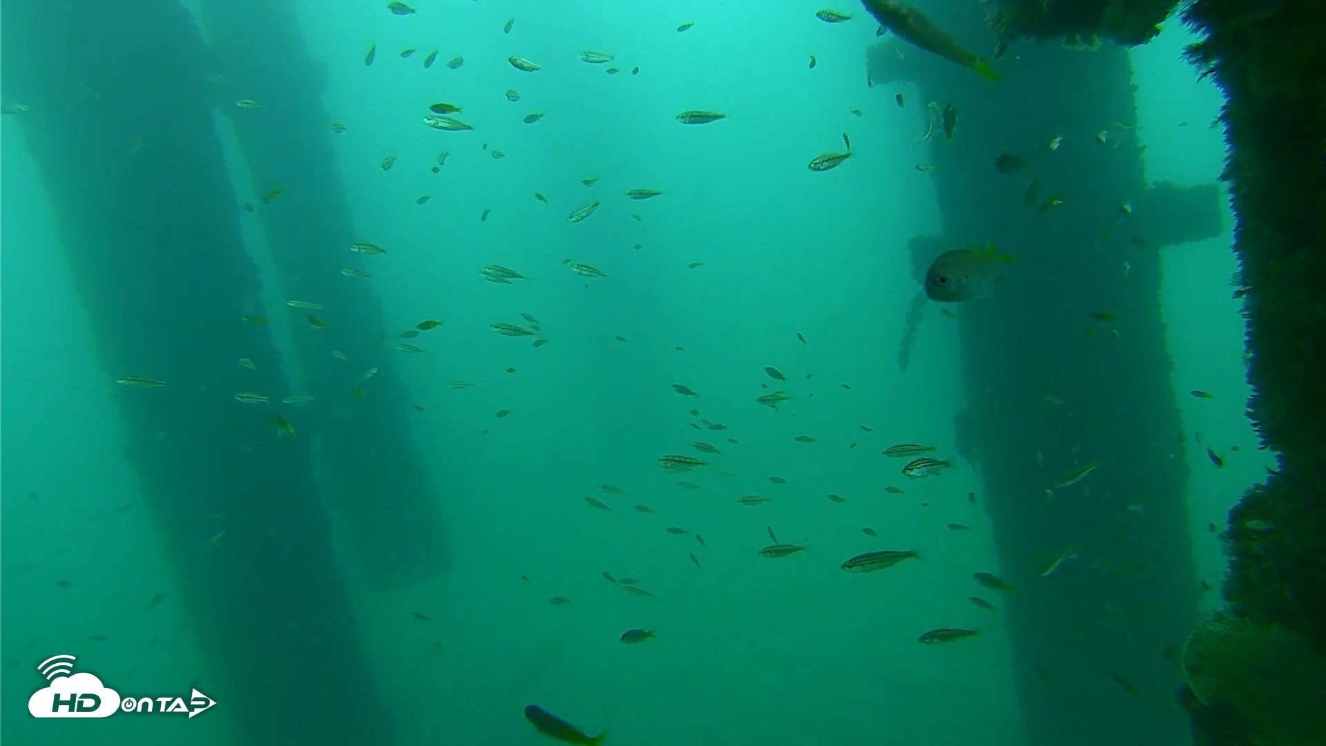 Snapshot of Scripps Pier Underwater Live Webcam taken Sep 17, 2026, 9:14am PDT