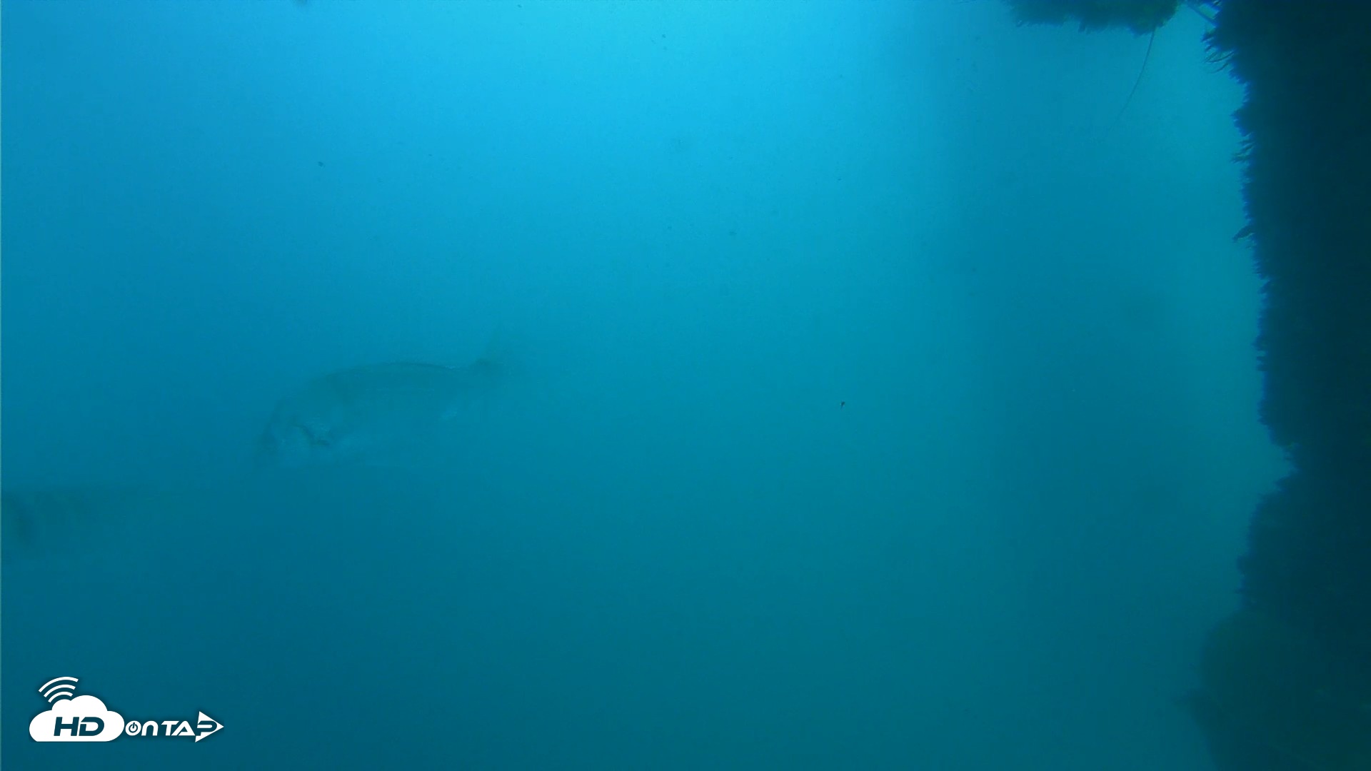 Snapshot of Scripps Pier Underwater Live Webcam taken Oct 11, 2026, 2:22pm PDT