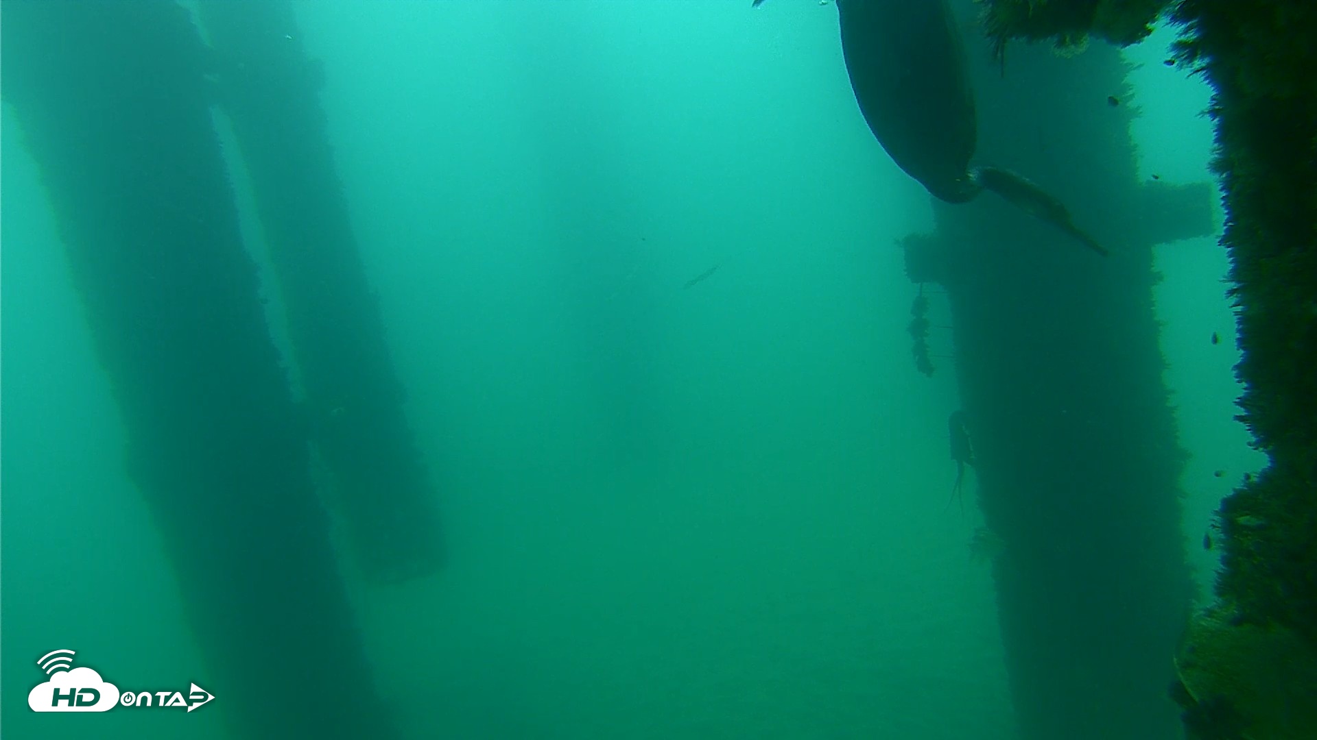 Snapshot of Scripps Pier Underwater Live Webcam taken Sep 17, 2026, 9:01am PDT