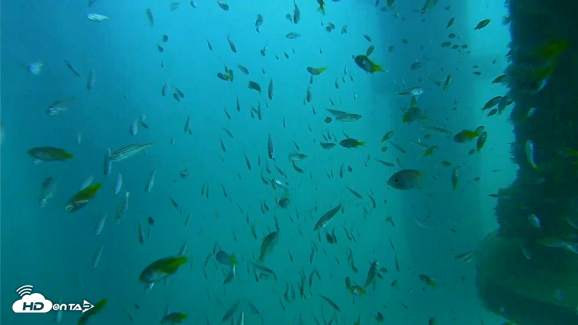 Snapshot of Scripps Pier Underwater Live Webcam taken Aug 20, 2026, 2:25pm PDT