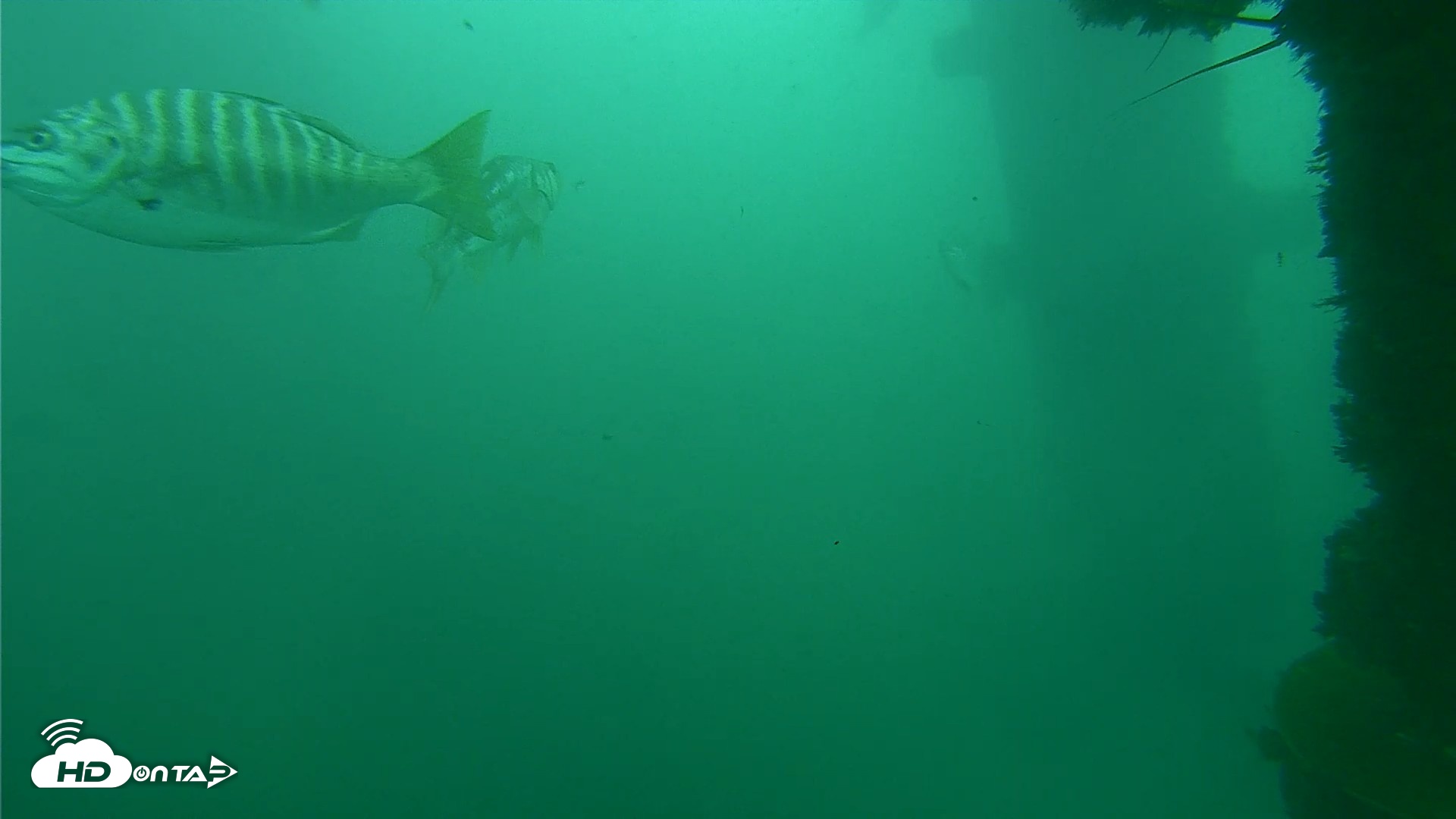 Snapshot of Scripps Pier Underwater Live Webcam taken Oct 11, 2026, 12:06pm PDT