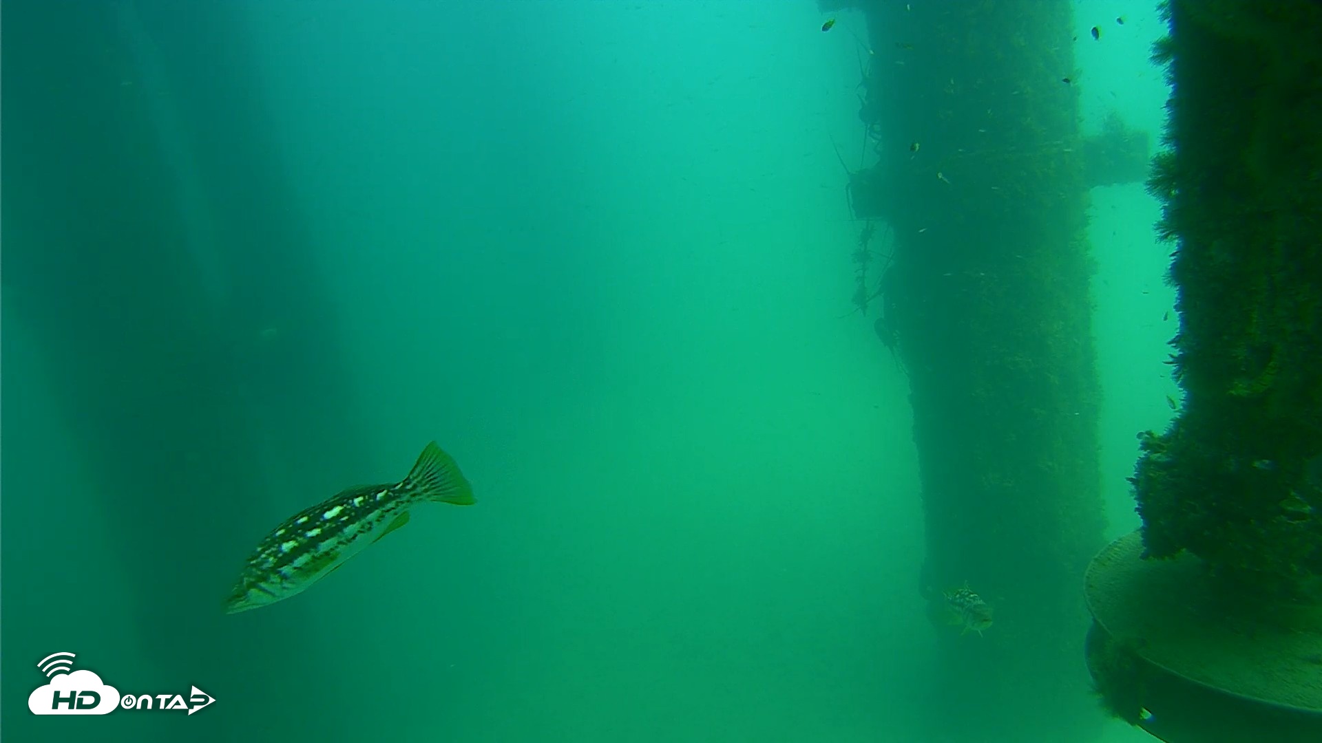 Snapshot of Scripps Pier Underwater Live Webcam taken Aug 14, 2026, 1:56pm PDT