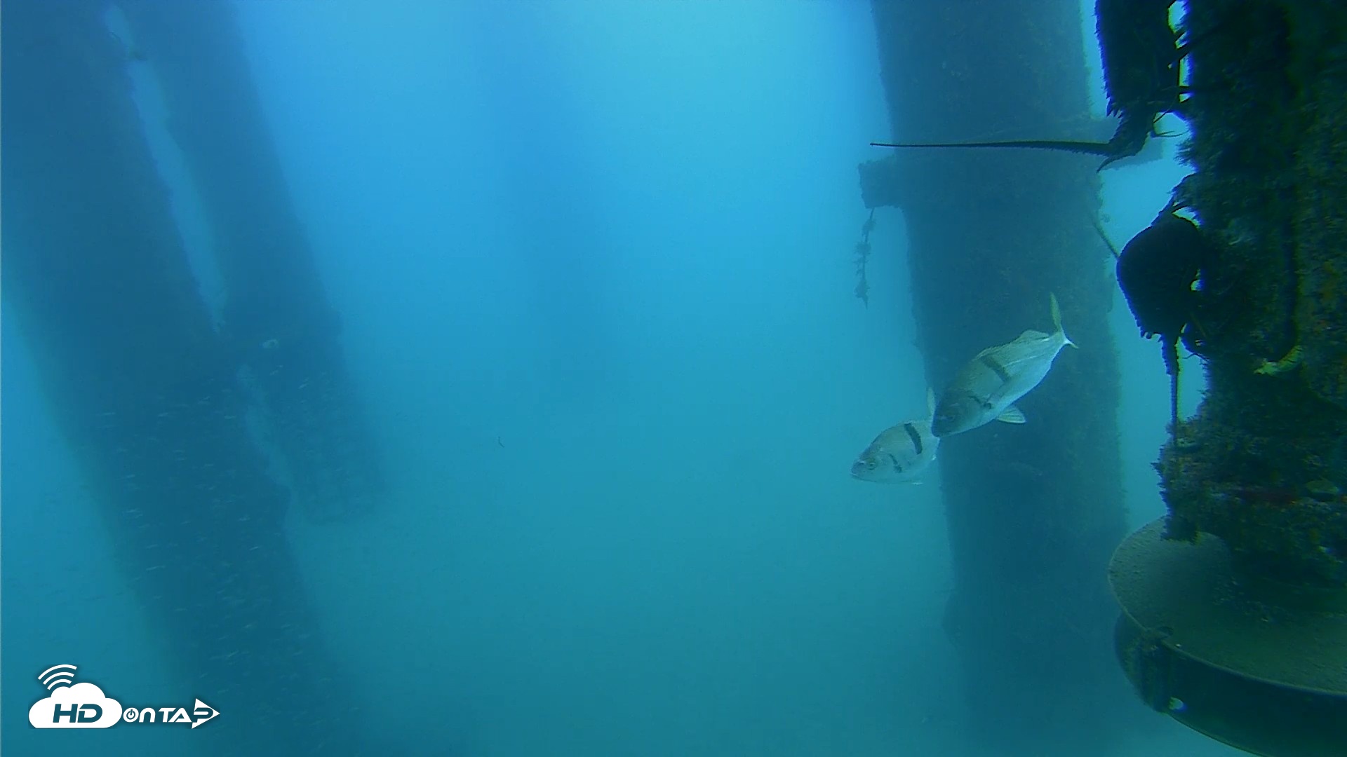 Snapshot of Scripps Pier Underwater Live Webcam taken Aug 4, 2026, 9:27am PDT