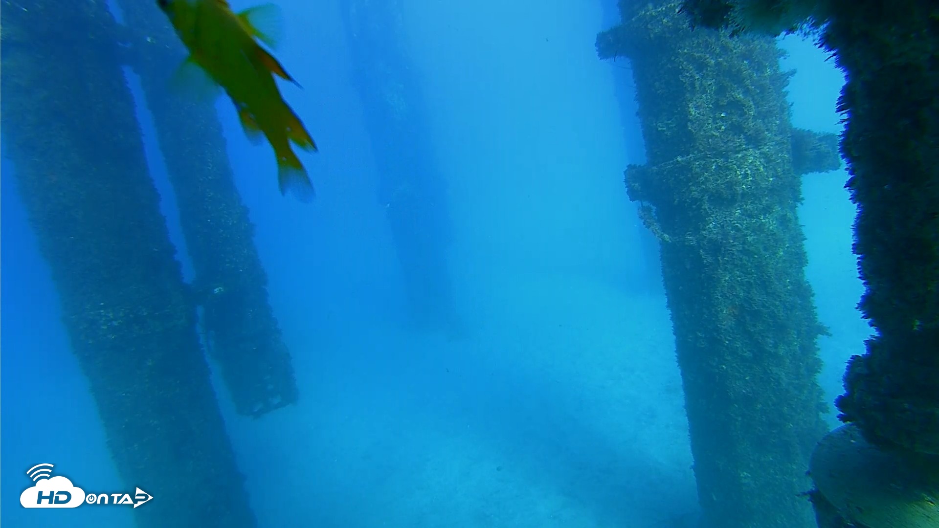 Snapshot of Scripps Pier Underwater Live Webcam taken Oct 19, 2026, 4:26pm PDT
