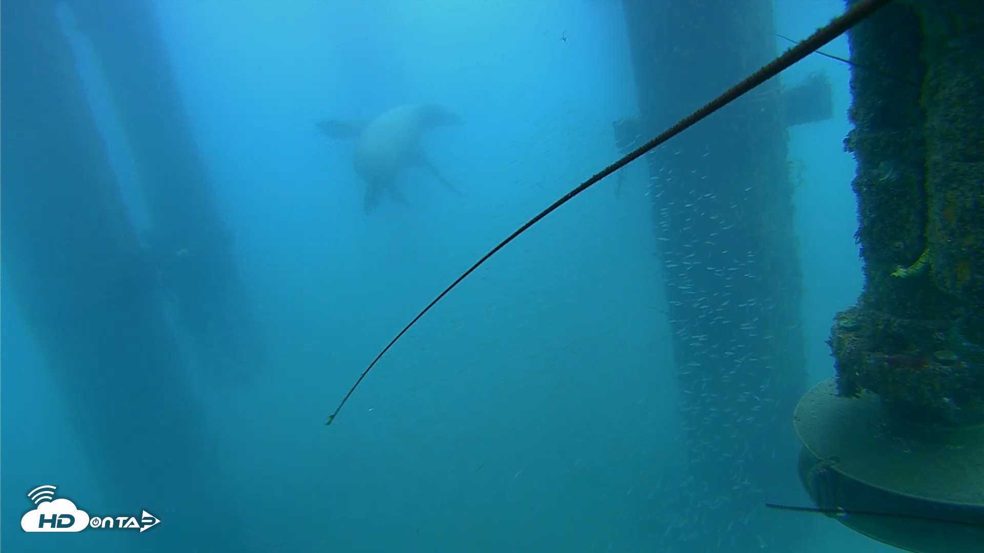 Snapshot of Scripps Pier Underwater Live Webcam taken Aug 3, 2026, 8:05am PDT