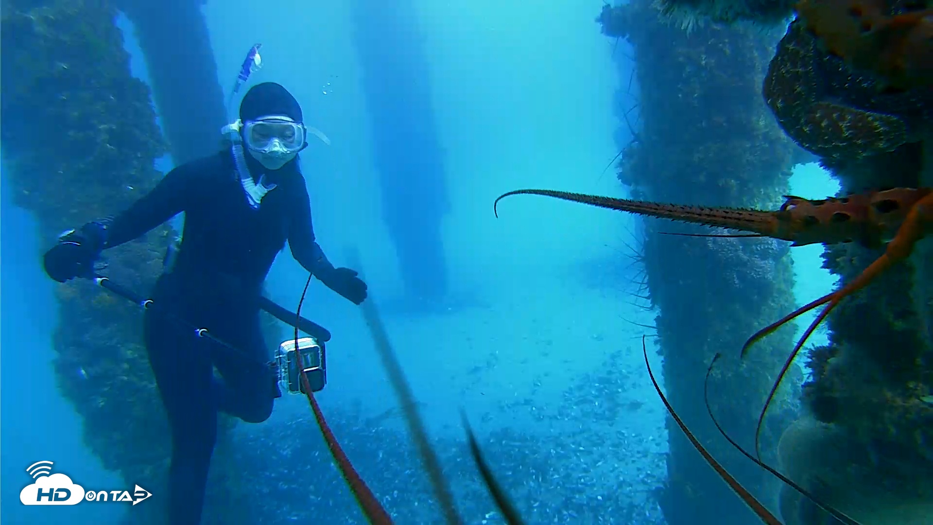 Snapshot of Scripps Pier Underwater Live Webcam taken Jan 28, 2026, 2:10pm PST