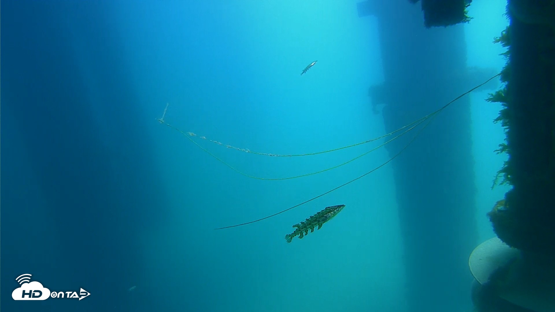 Snapshot of Scripps Pier Underwater Live Webcam taken Apr 17, 2026, 12:04pm PDT