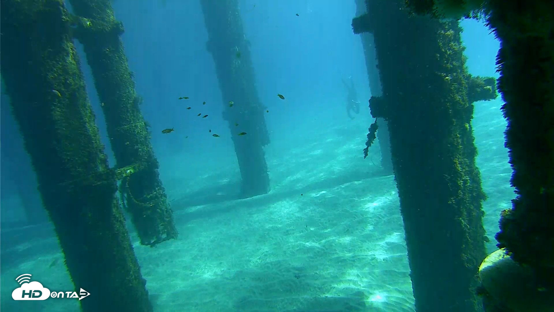 Snapshot of Scripps Pier Underwater Live Webcam taken Oct 18, 2026, 12:31pm PDT
