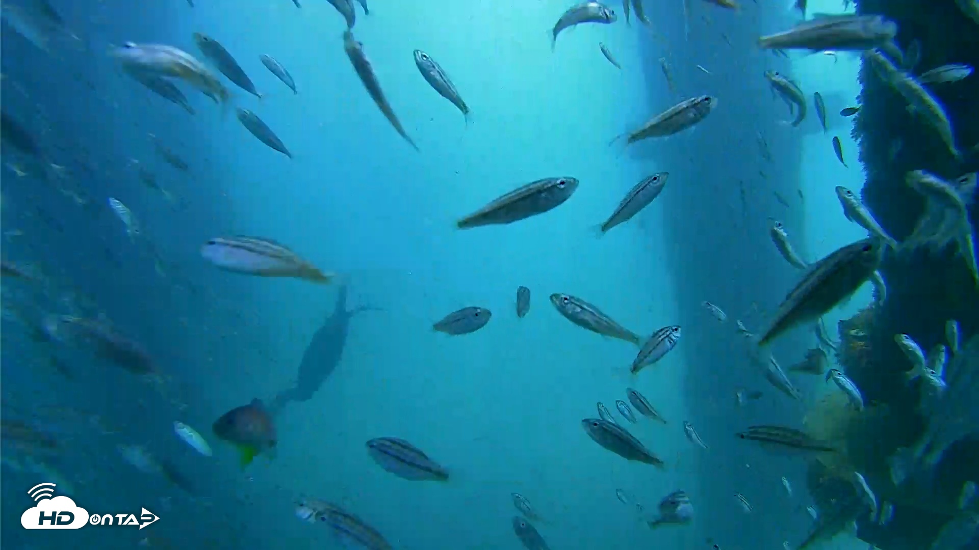 Snapshot of Scripps Pier Underwater Live Webcam taken Aug 27, 2026, 11:21am PDT