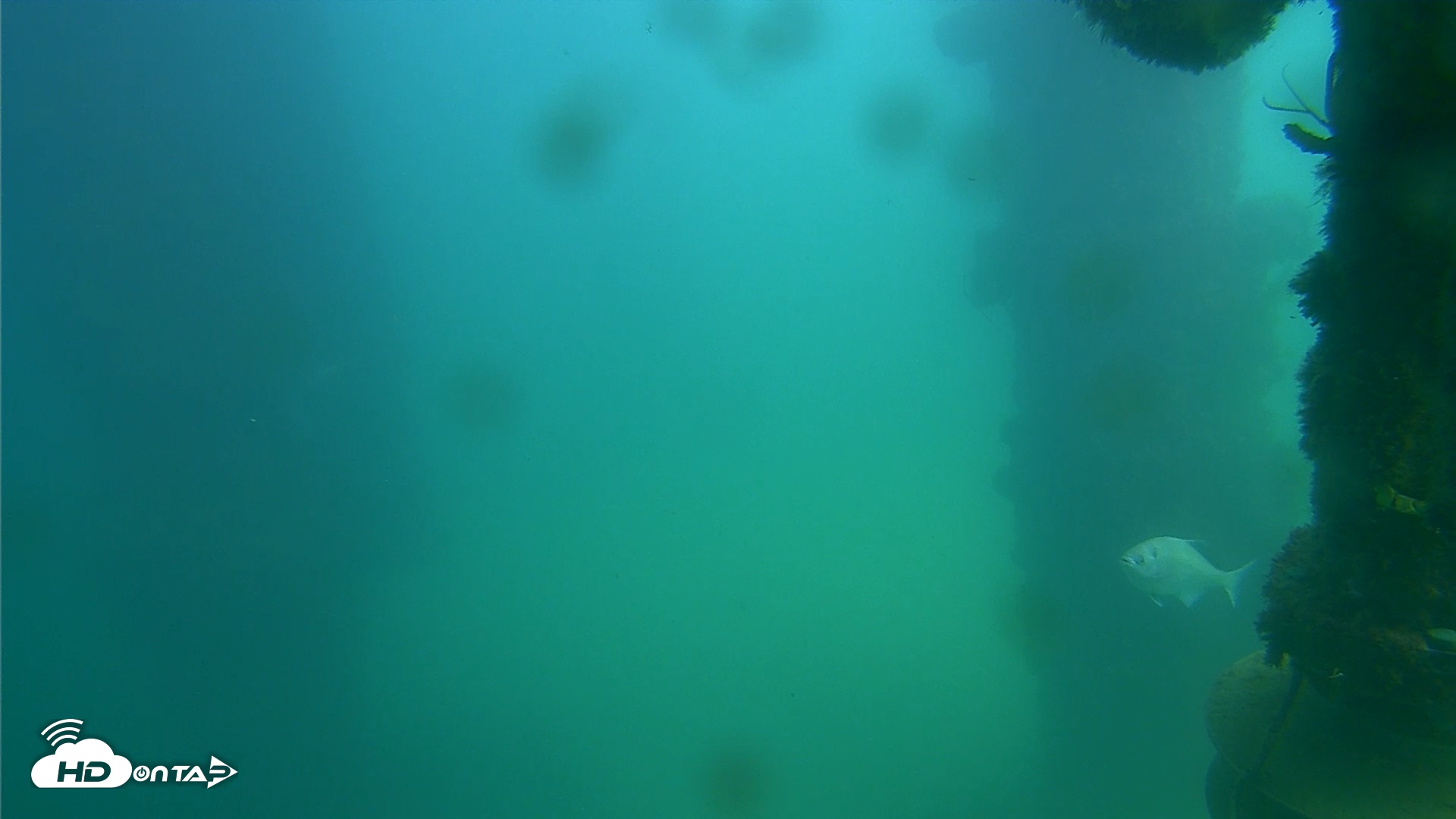 Snapshot of Scripps Pier Underwater Live Webcam taken Oct 7, 2025, 1:42pm PDT
