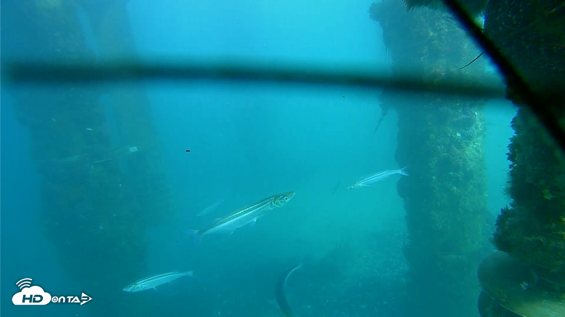 Snapshot of Scripps Pier Underwater Live Webcam taken Jan 14, 2026, 3:11pm PST