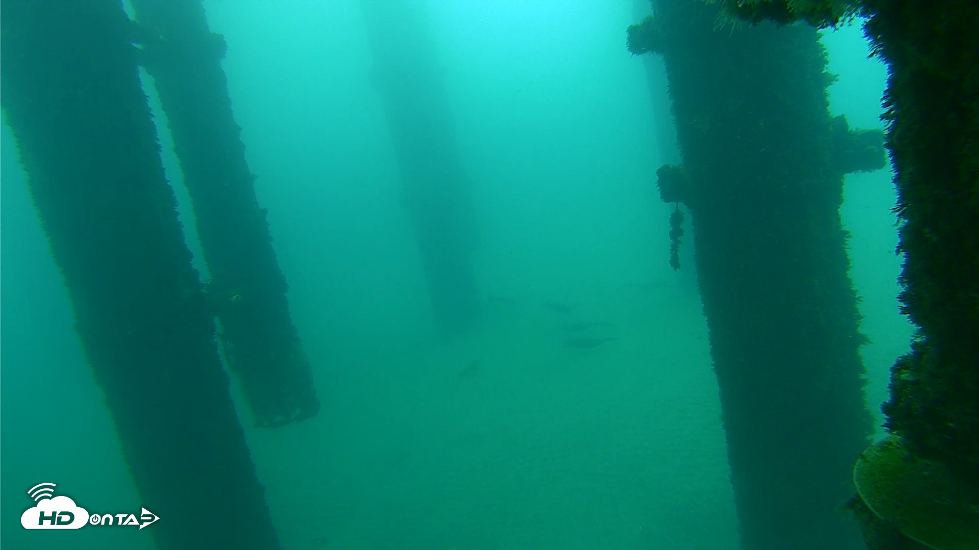 Snapshot of Scripps Pier Underwater Live Webcam taken Oct 8, 2026, 9:30am PDT