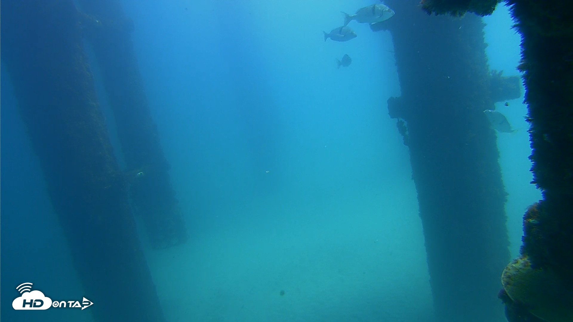 Snapshot of Scripps Pier Underwater Live Webcam taken Sep 20, 2026, 12:32pm PDT
