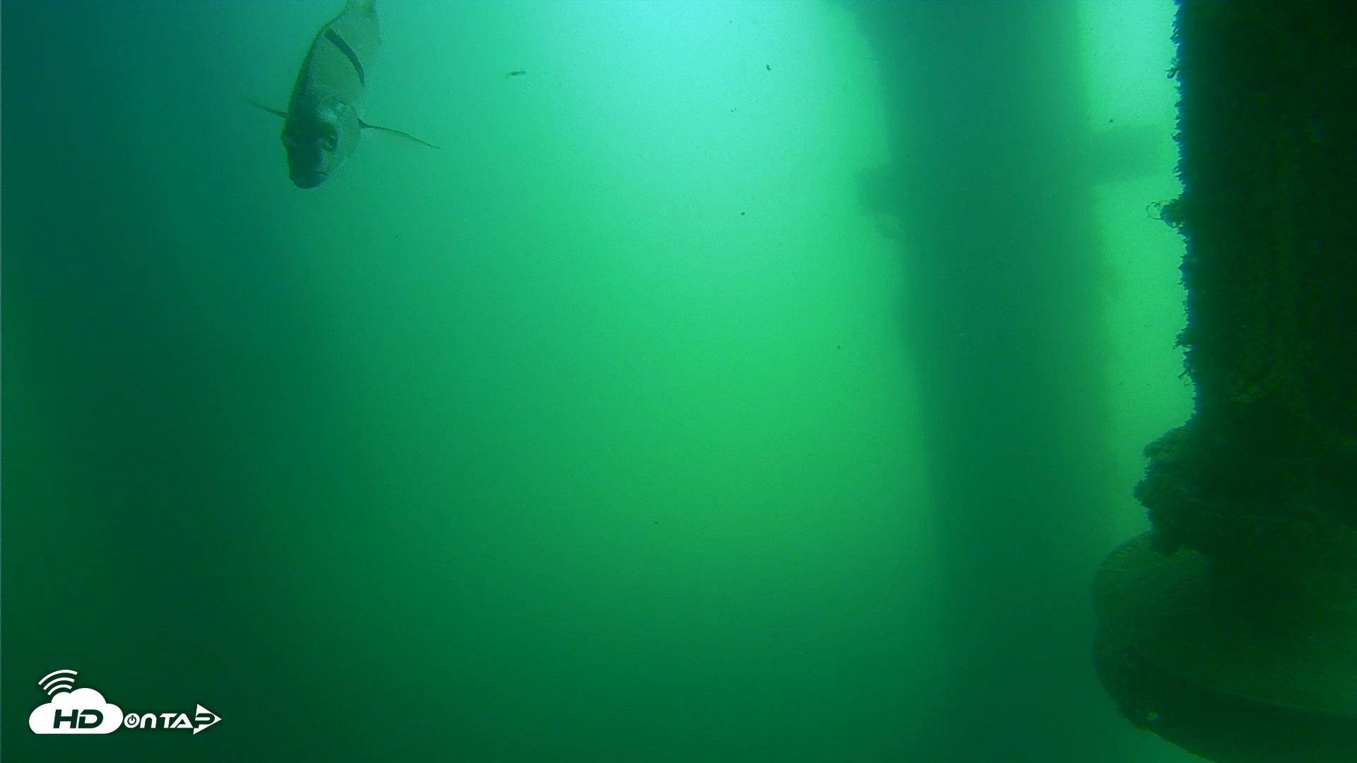 Snapshot of Scripps Pier Underwater Live Webcam taken Jul 15, 2026, 11:32am PDT