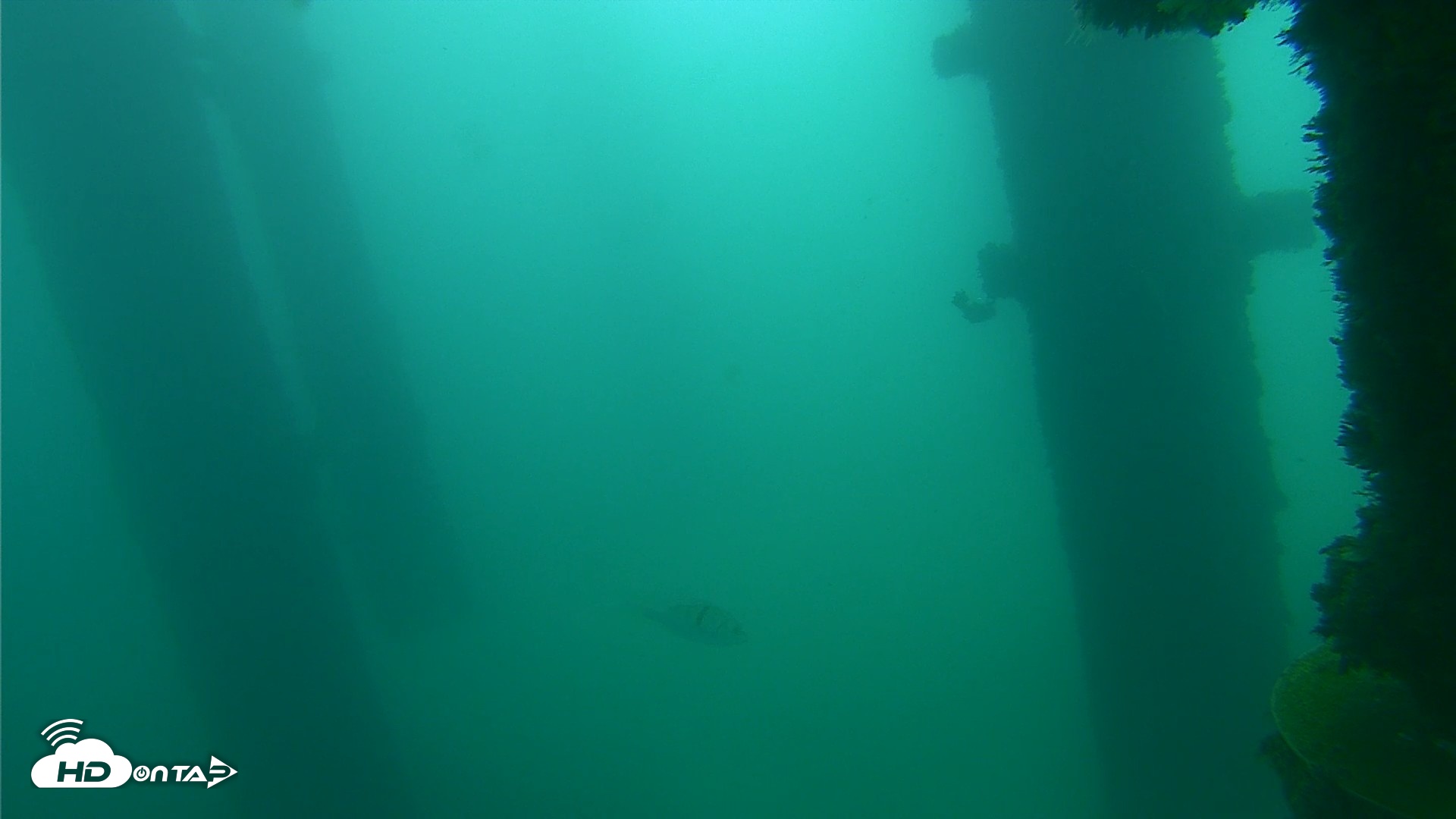 Snapshot of Scripps Pier Underwater Live Webcam taken Oct 12, 2026, 10:16am PDT