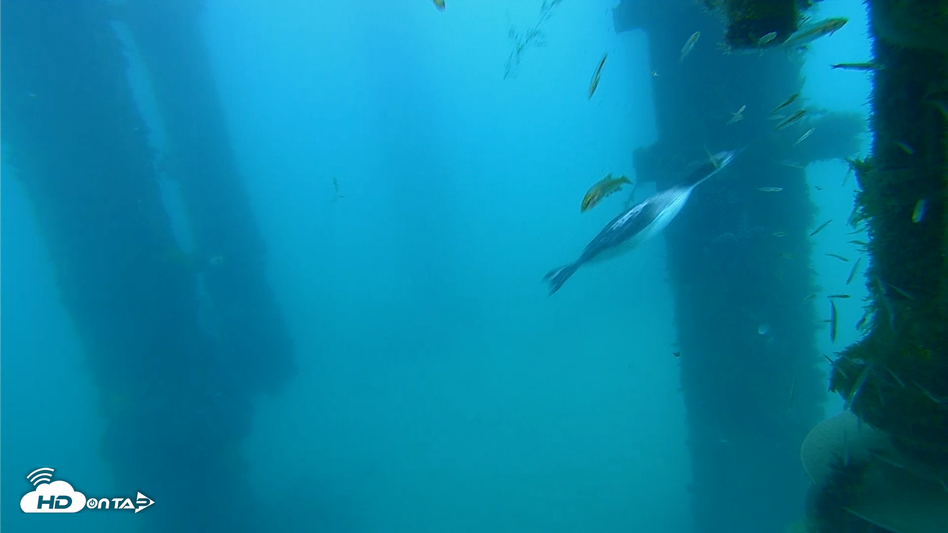 Snapshot of Scripps Pier Underwater Live Webcam taken Apr 8, 2026, 7:15am PDT