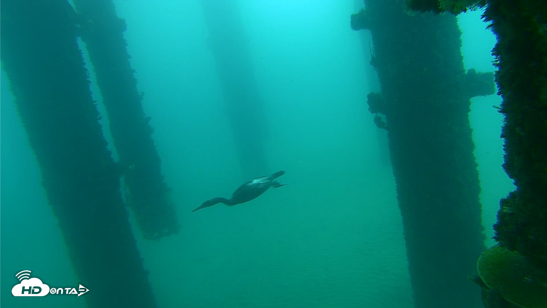 Snapshot of Scripps Pier Underwater Live Webcam taken Oct 10, 2026, 7:47am PDT