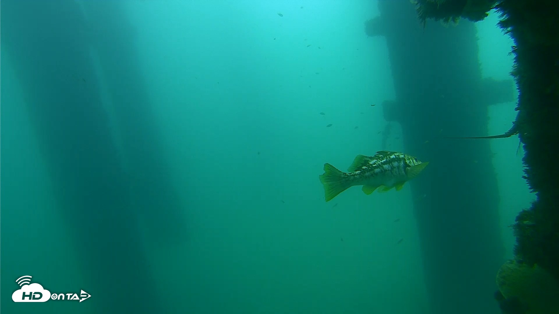 Snapshot of Scripps Pier Underwater Live Webcam taken Sep 18, 2026, 10:43am PDT