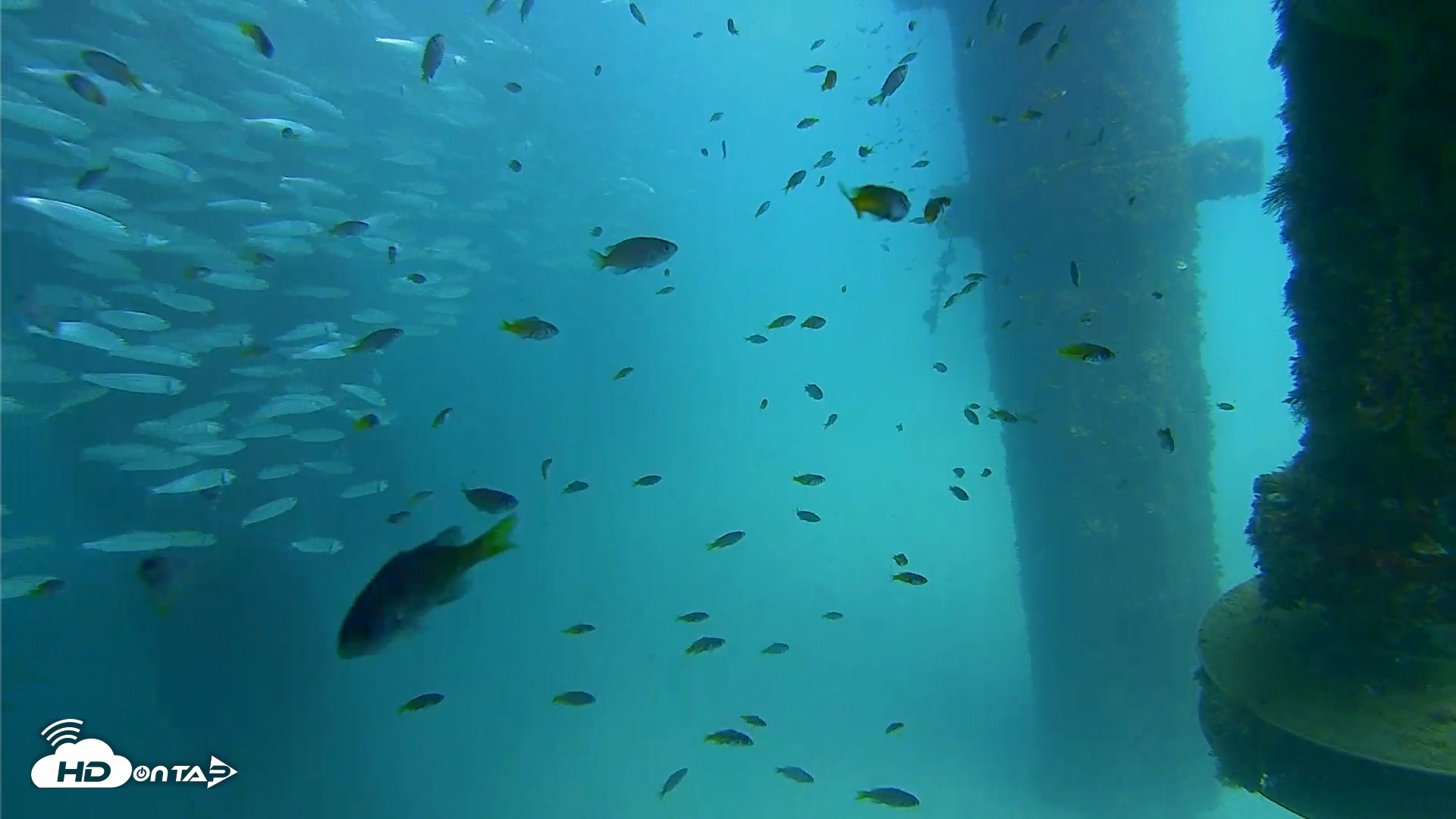 Snapshot of Scripps Pier Underwater Live Webcam taken Aug 24, 2026, 2:15pm PDT