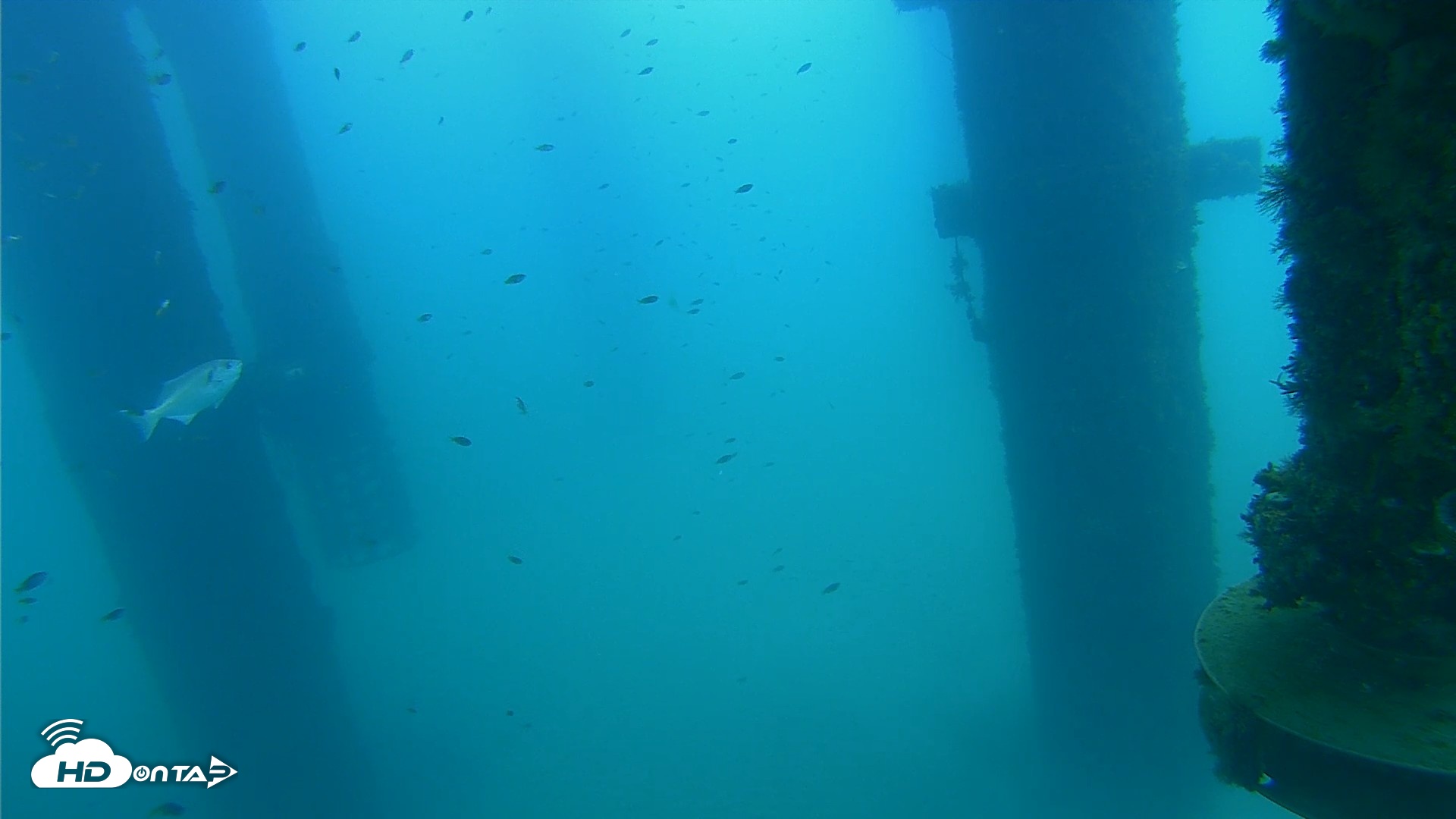 Snapshot of Scripps Pier Underwater Live Webcam taken Aug 24, 2026, 12:11pm PDT