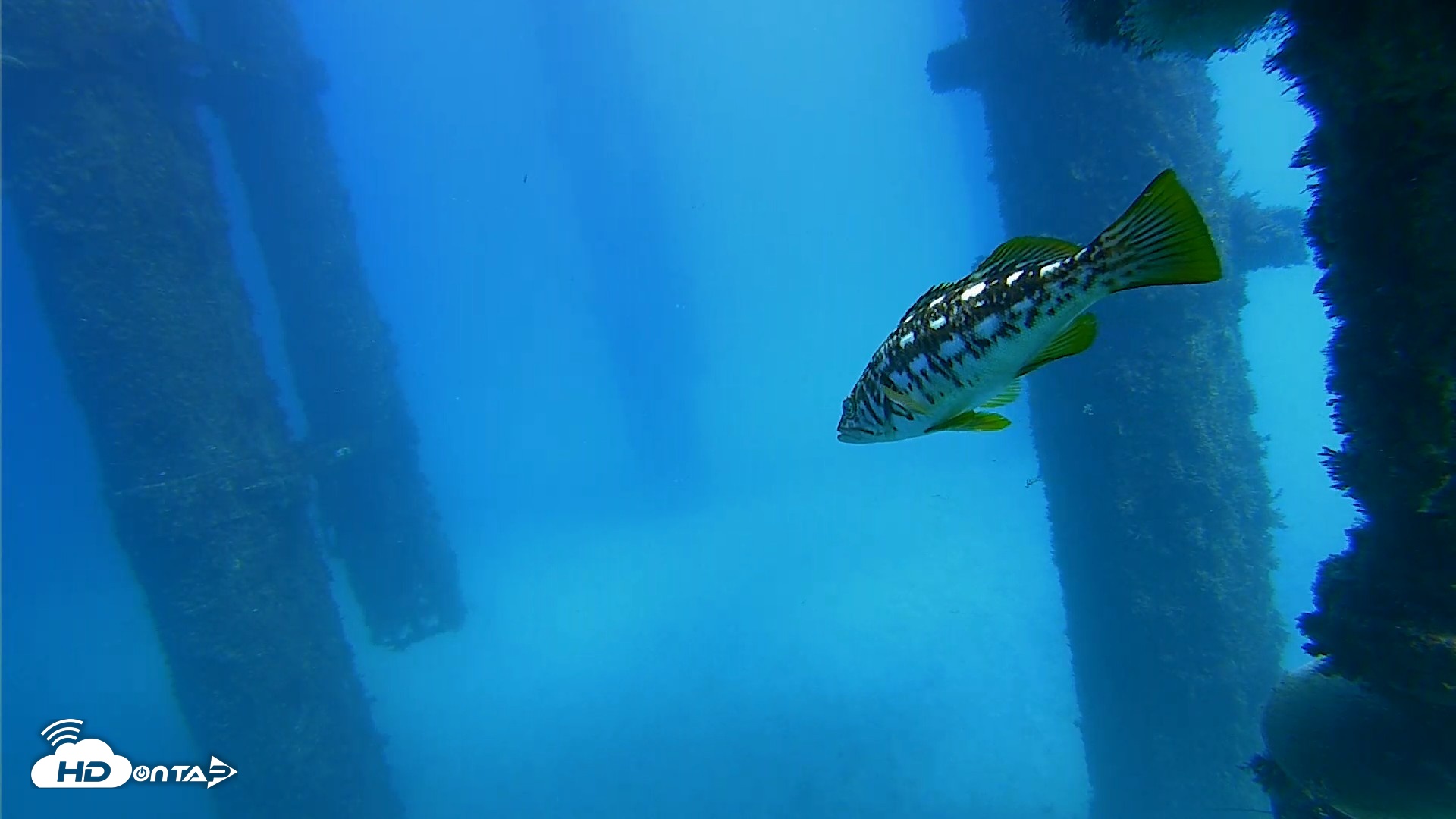Snapshot of Scripps Pier Underwater Live Webcam taken Oct 20, 2026, 1:52pm PDT