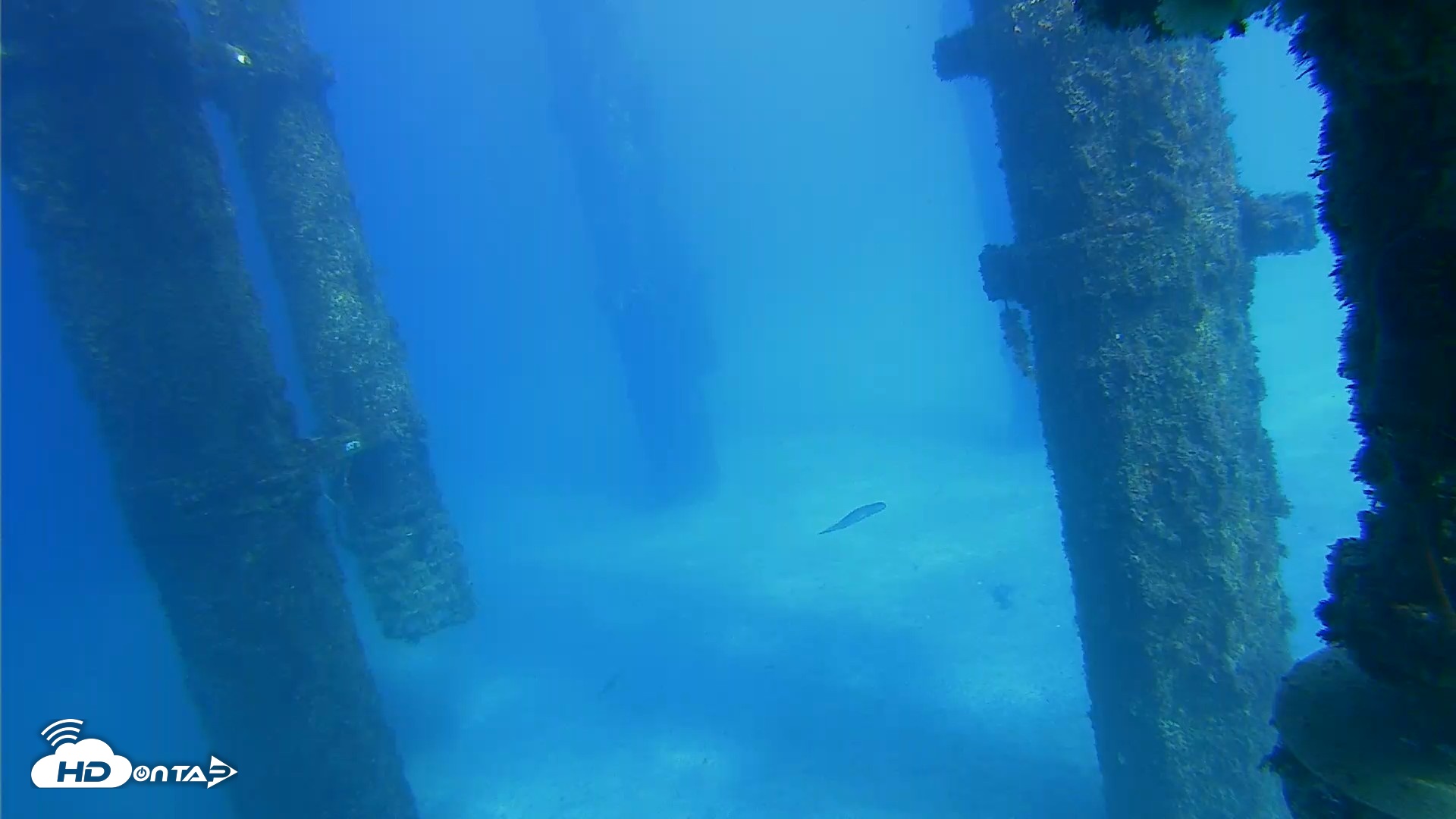 Snapshot of Scripps Pier Underwater Live Webcam taken Oct 16, 2026, 3:21pm PDT