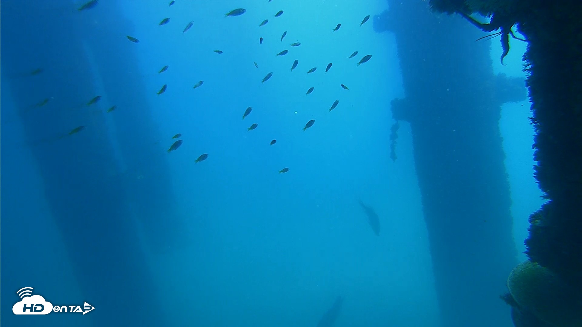 Snapshot of Scripps Pier Underwater Live Webcam taken Oct 9, 2026, 12:07pm PDT