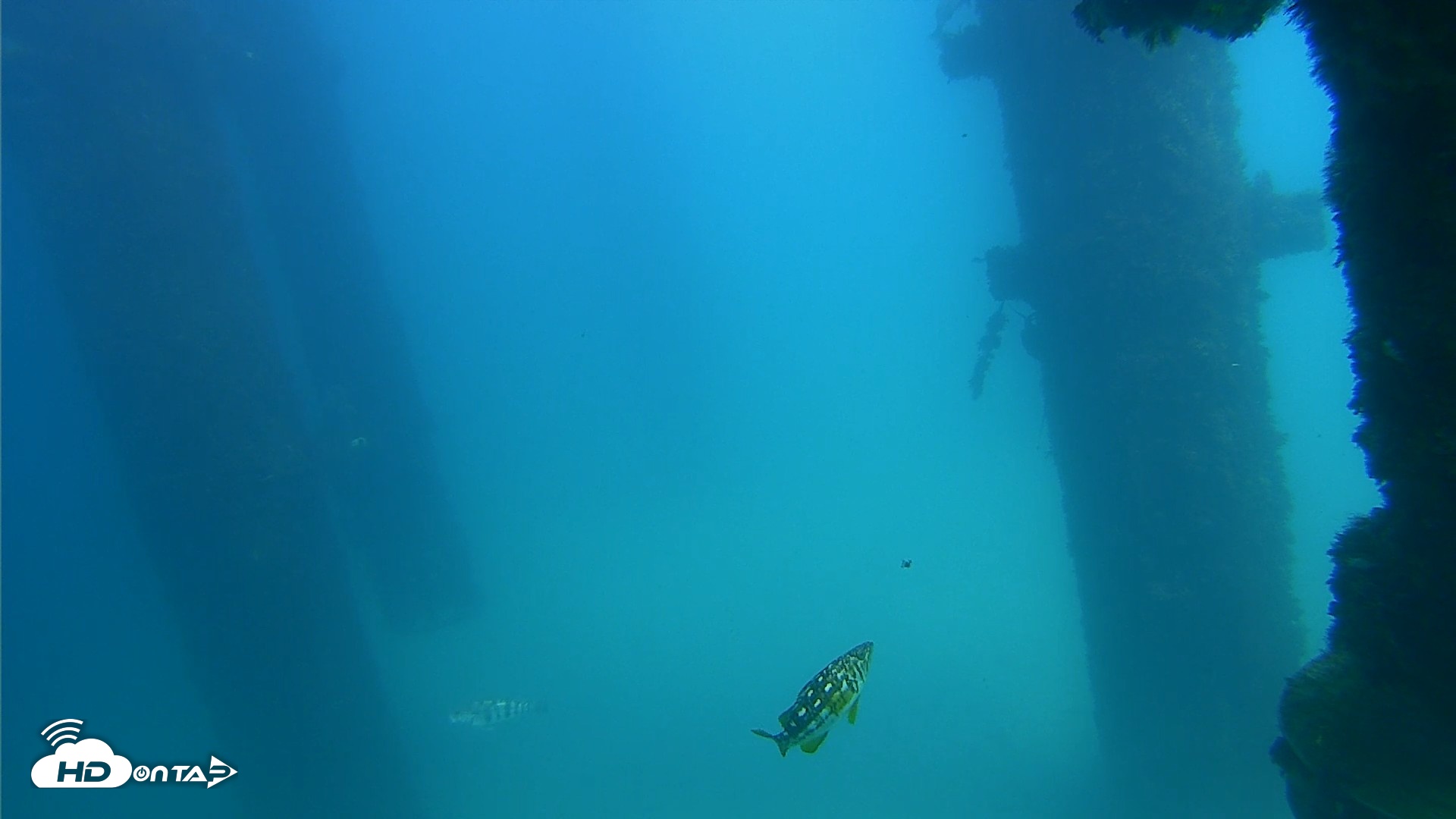 Snapshot of Scripps Pier Underwater Live Webcam taken Sep 22, 2026, 2:03pm PDT