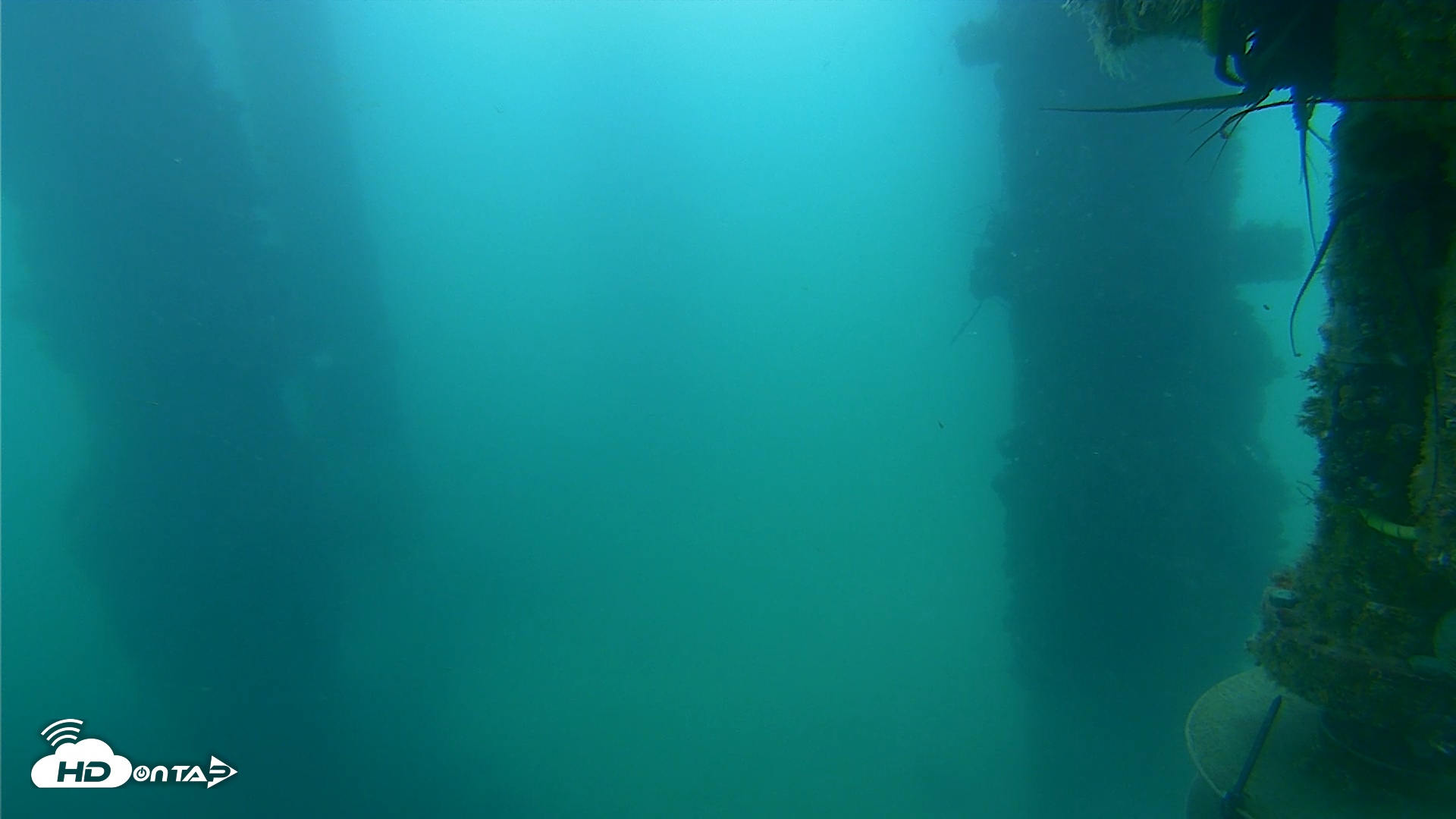 Snapshot of Scripps Pier Underwater Live Webcam taken Aug 11, 2025, 7:08am PDT