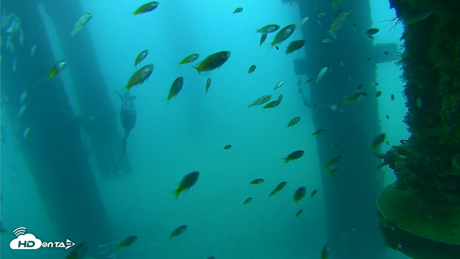 Snapshot of Scripps Pier Underwater Live Webcam taken Aug 27, 2026, 7:36am PDT