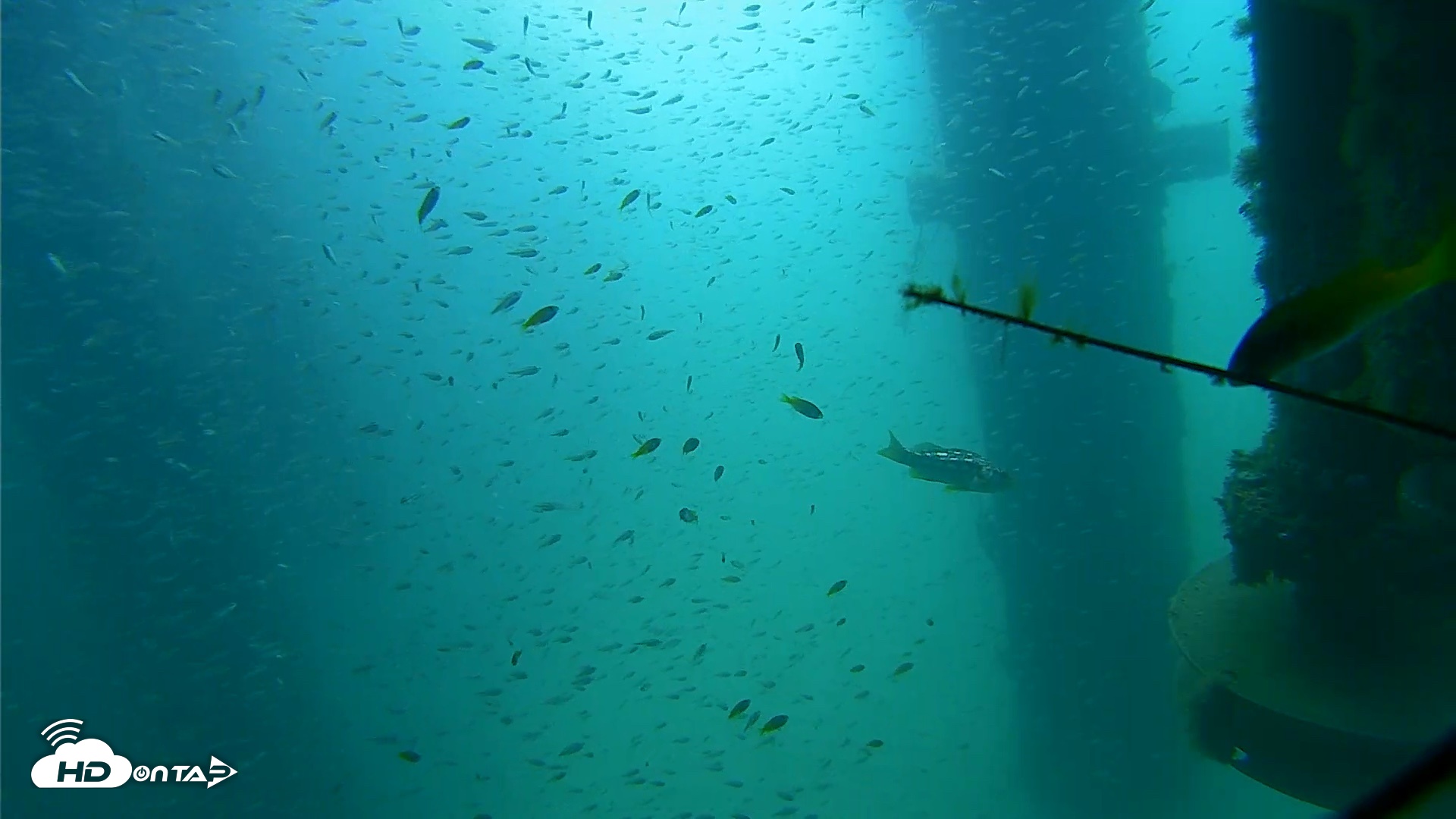 Snapshot of Scripps Pier Underwater Live Webcam taken Aug 10, 2026, 10:21am PDT