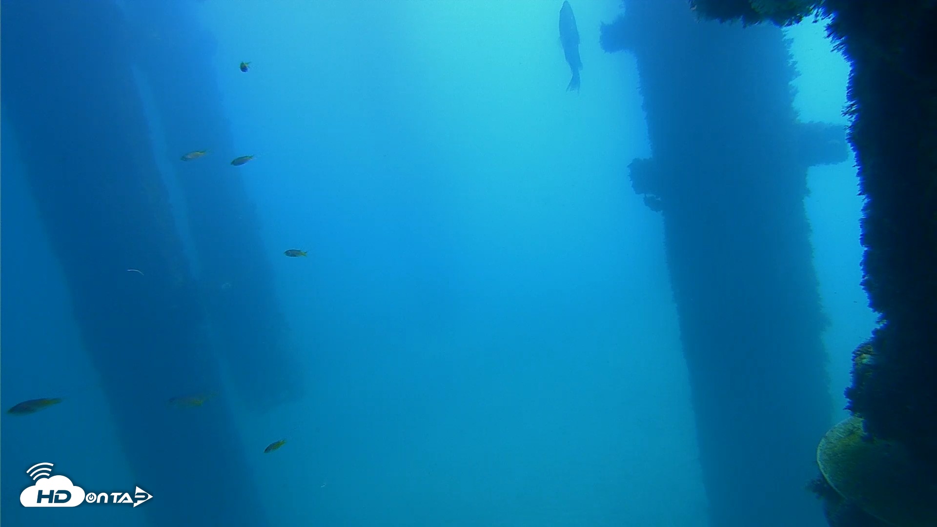 Snapshot of Scripps Pier Underwater Live Webcam taken Oct 9, 2026, 11:30am PDT